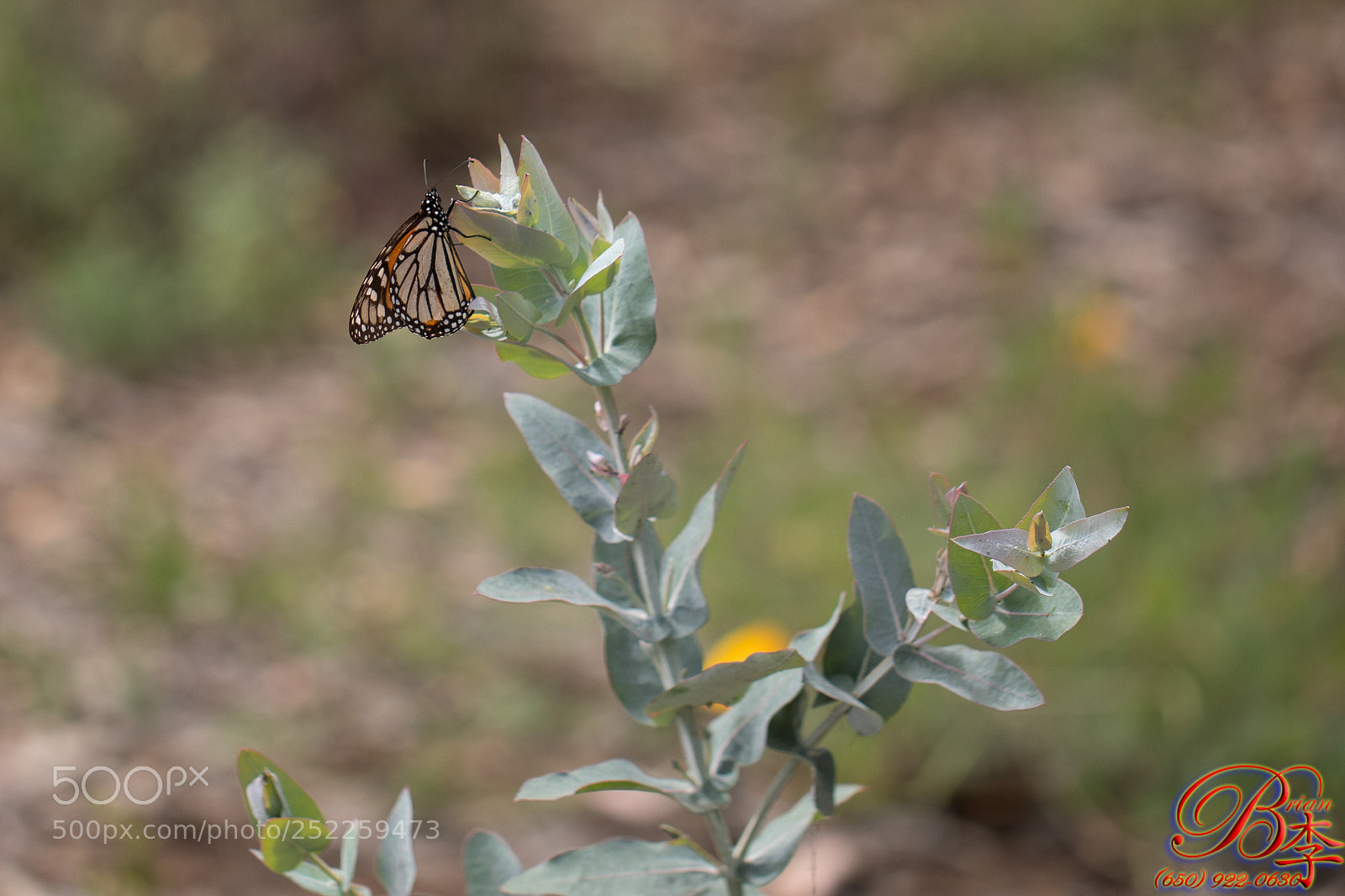 Canon EOS 5D Mark IV sample photo. Butterfly photography