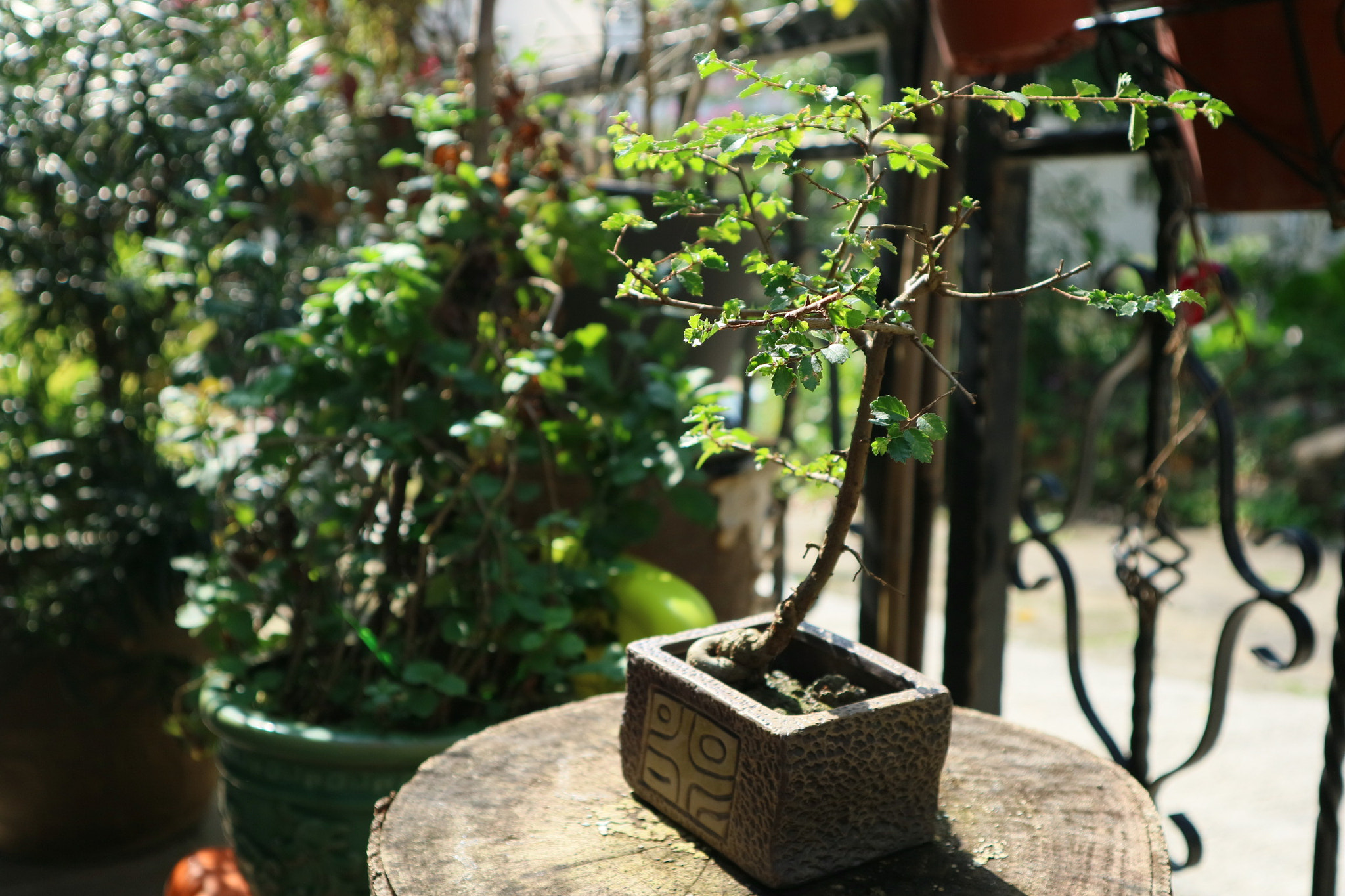 Canon EOS M3 + Canon EF-M 15-45mm F3.5-6.3 IS STM sample photo. Tiny tree photography