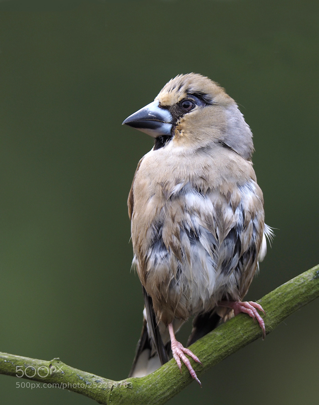 Olympus OM-D E-M1 sample photo. Wet hawfinch photography