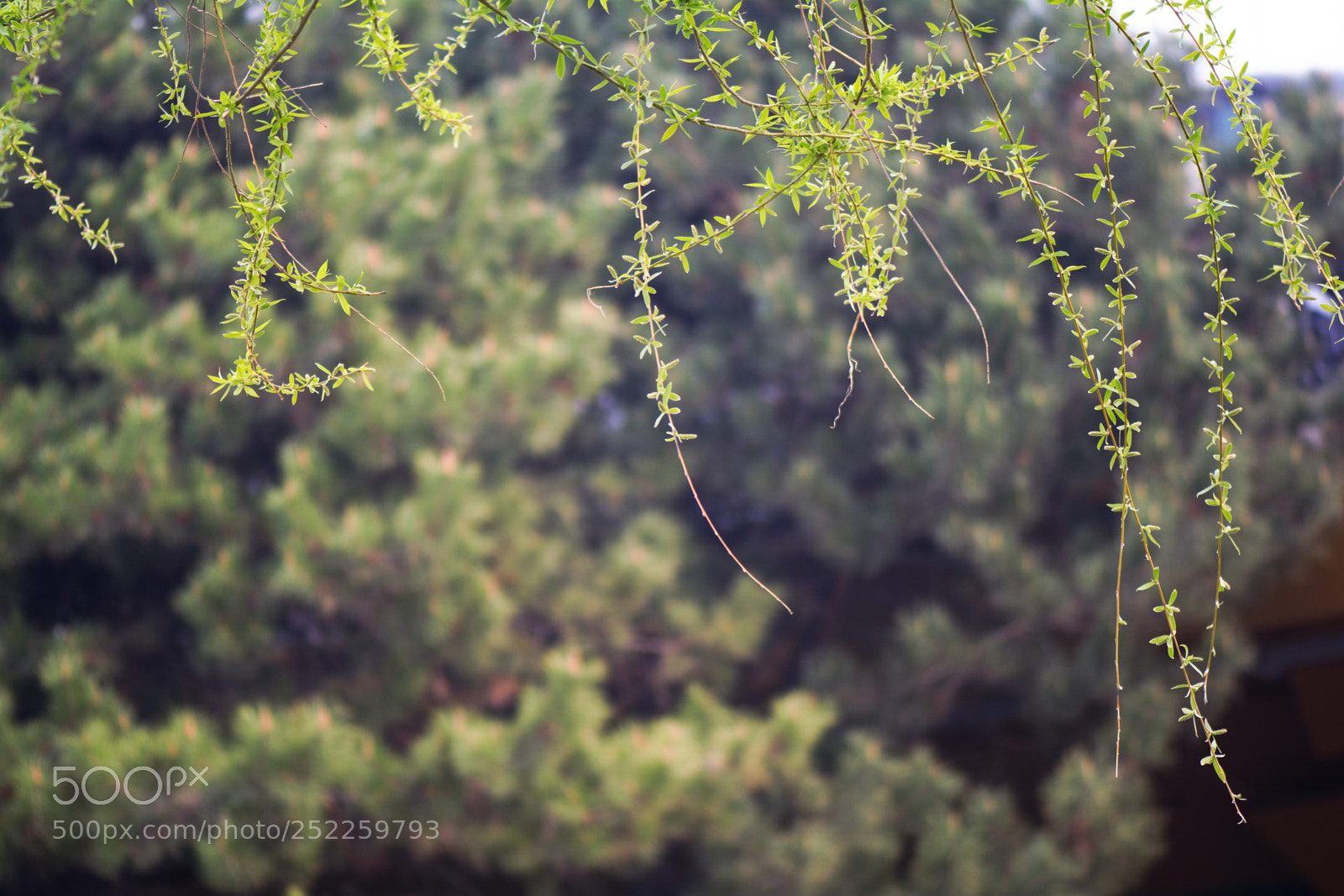 Nikon D7100 sample photo. Spring photography