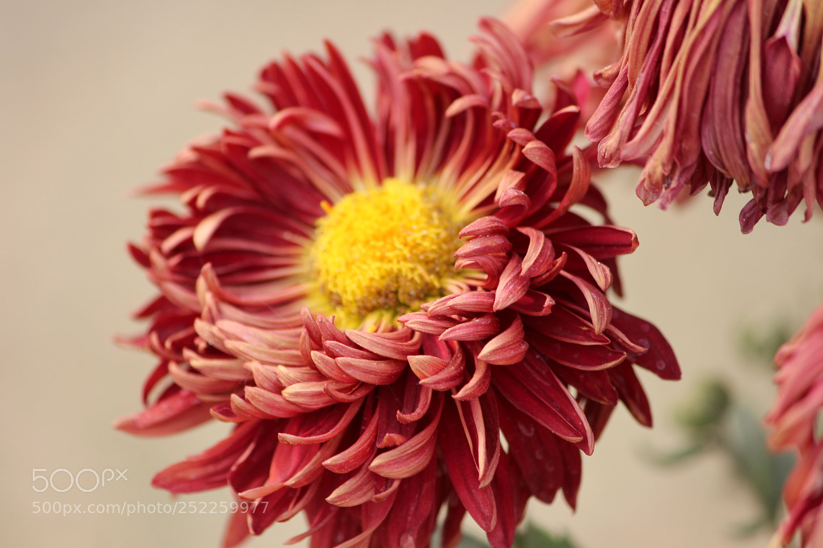 Canon EF-S 55-250mm F4-5.6 IS II sample photo. Img photography
