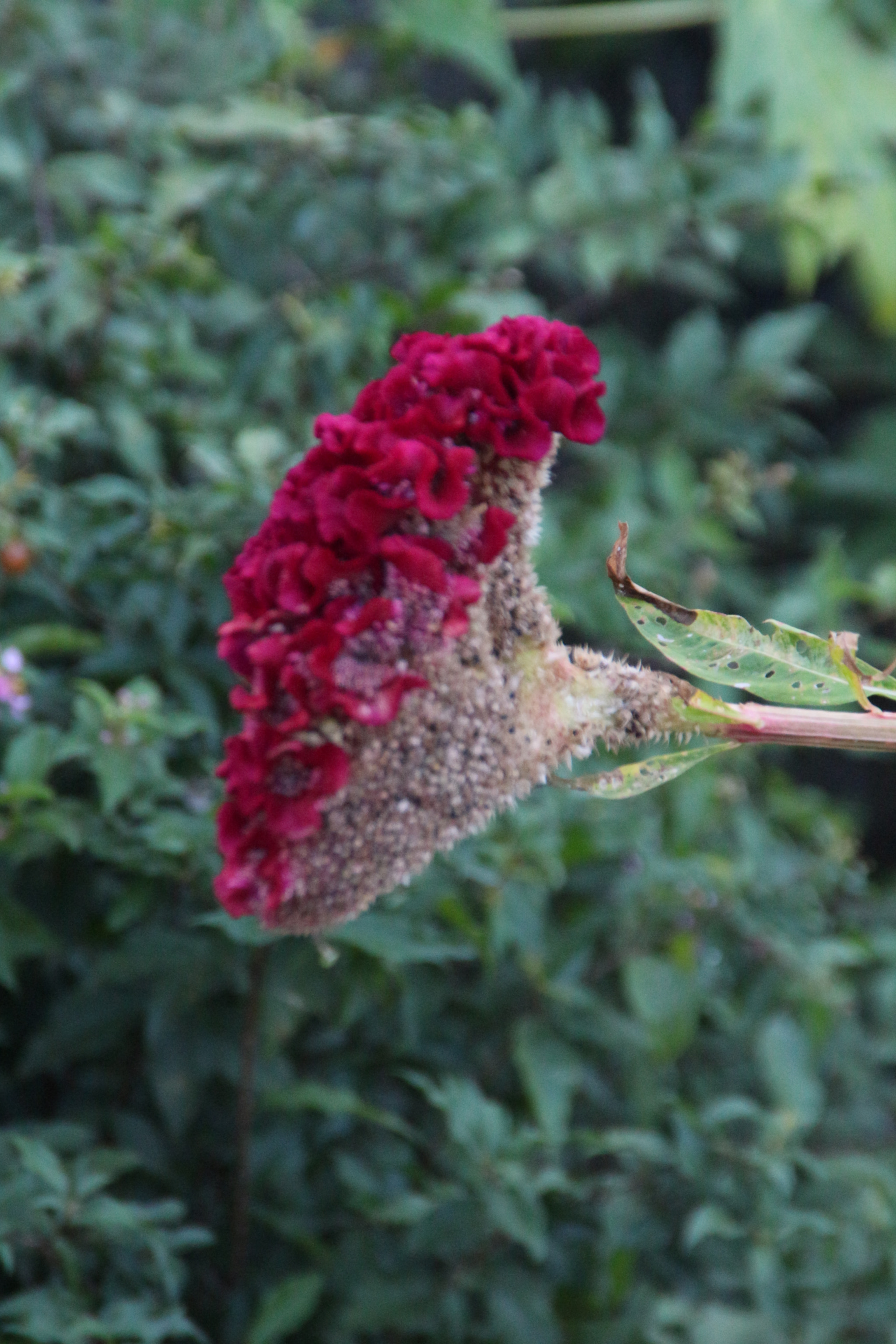 Canon EOS 700D (EOS Rebel T5i / EOS Kiss X7i) sample photo. Img photography