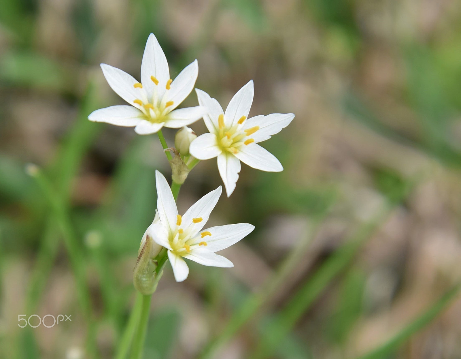 Nikon AF-S Nikkor 24-120mm F4G ED VR sample photo. Star of bethlehem - ornithogalum umbellatum photography
