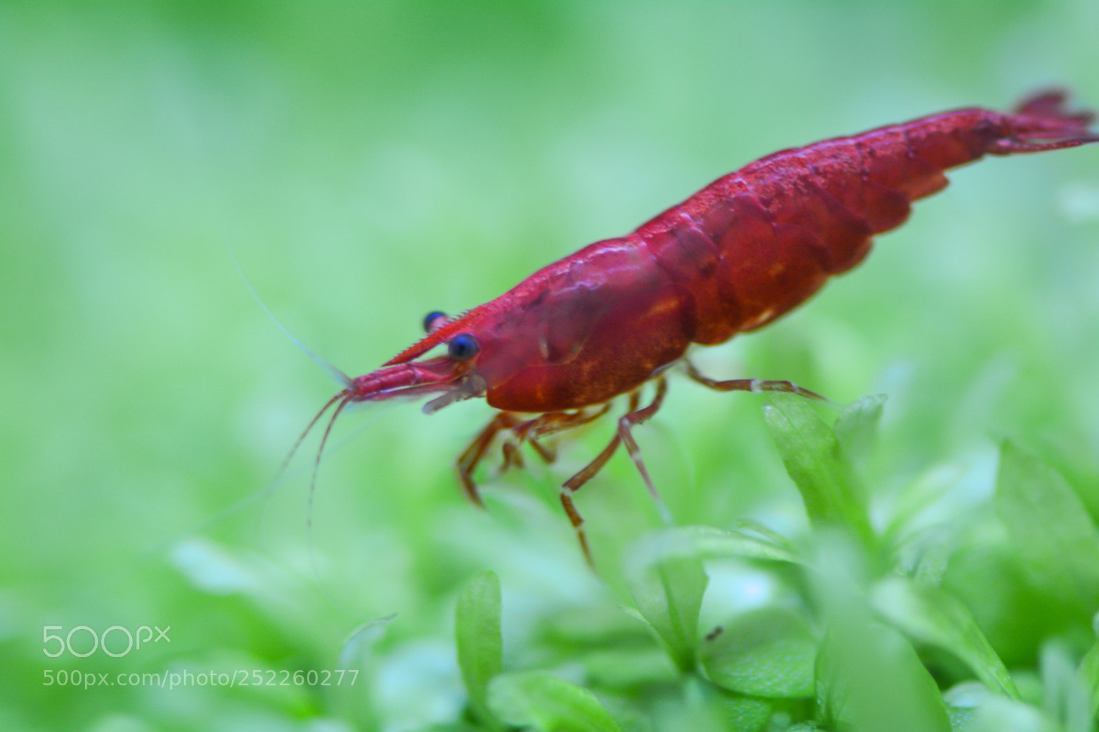 Nikon D7100 sample photo. Elf in the water photography