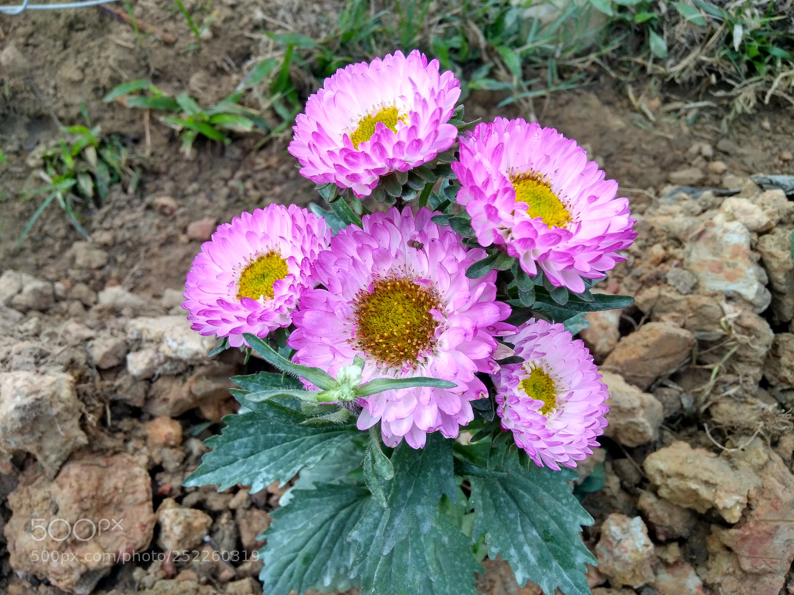 Xiaomi Redmi 4 Pro sample photo. ....natural touch iii.... photography