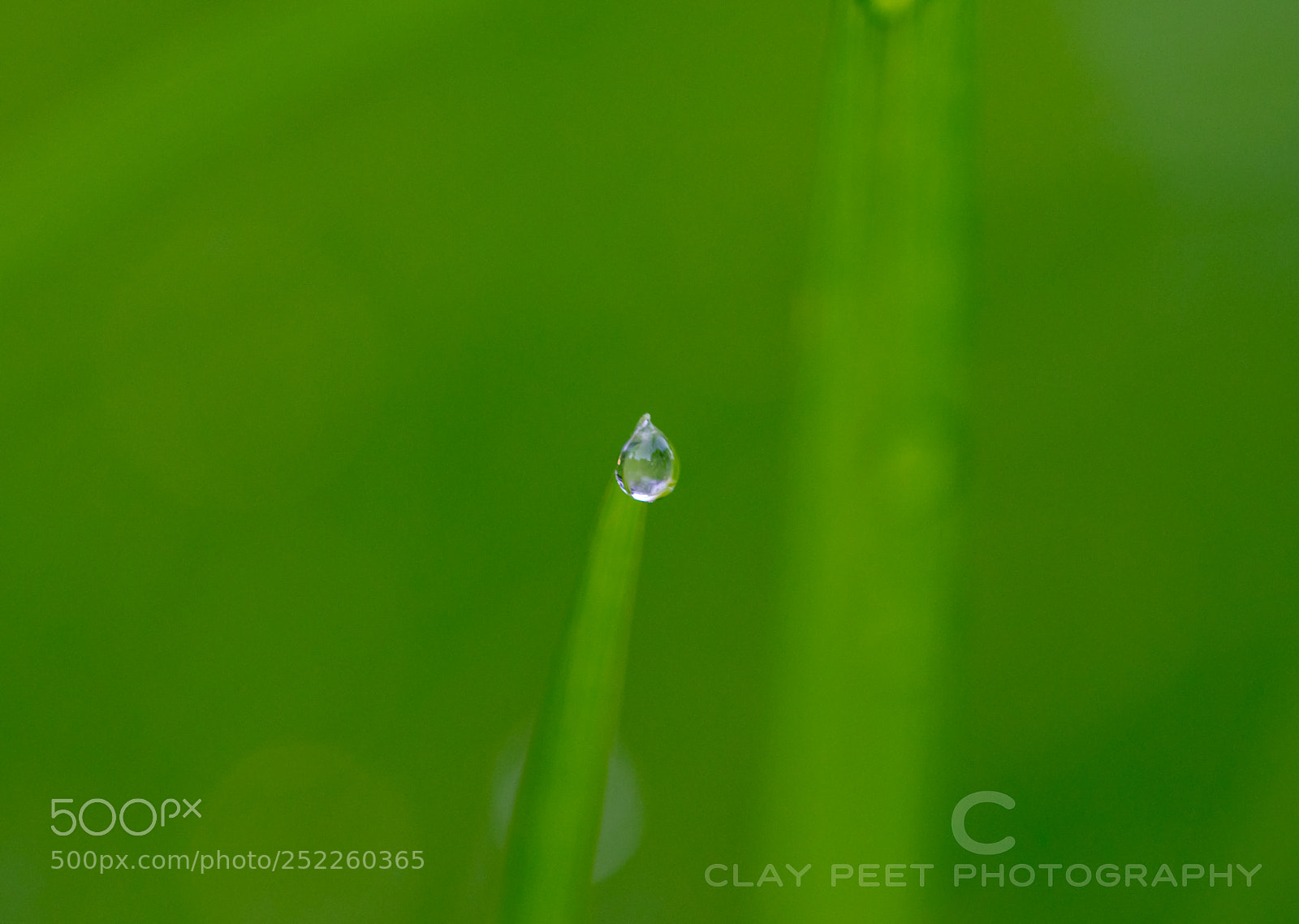 Nikon D5300 sample photo. Suspended dew photography