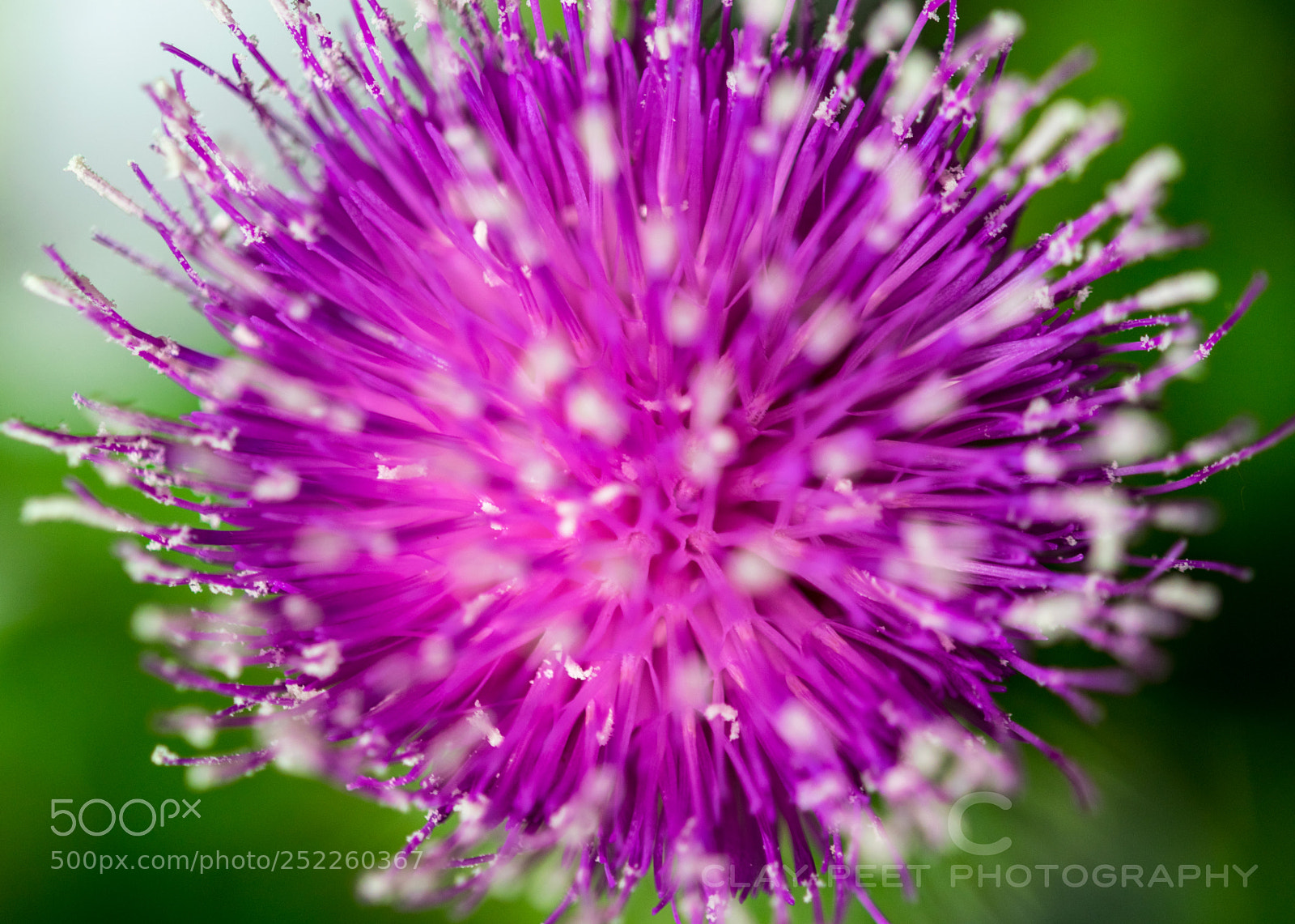 Nikon D5300 sample photo. Thistle top photography