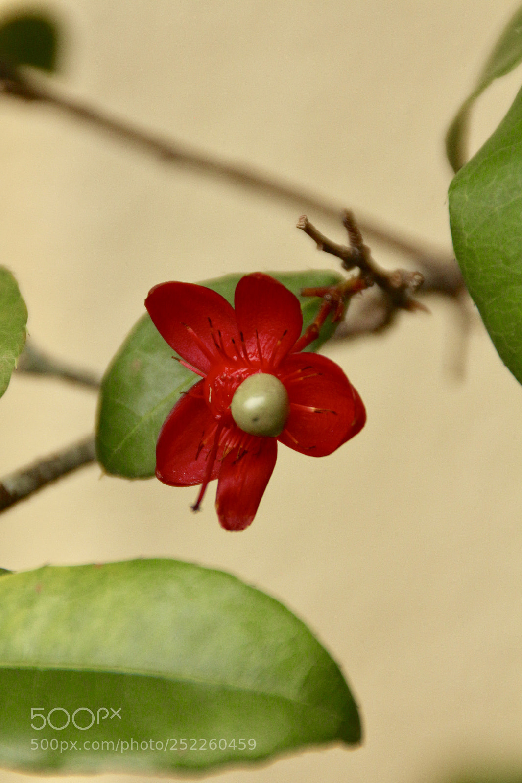 Canon EOS 700D (EOS Rebel T5i / EOS Kiss X7i) sample photo. Fullsizeoutput a photography