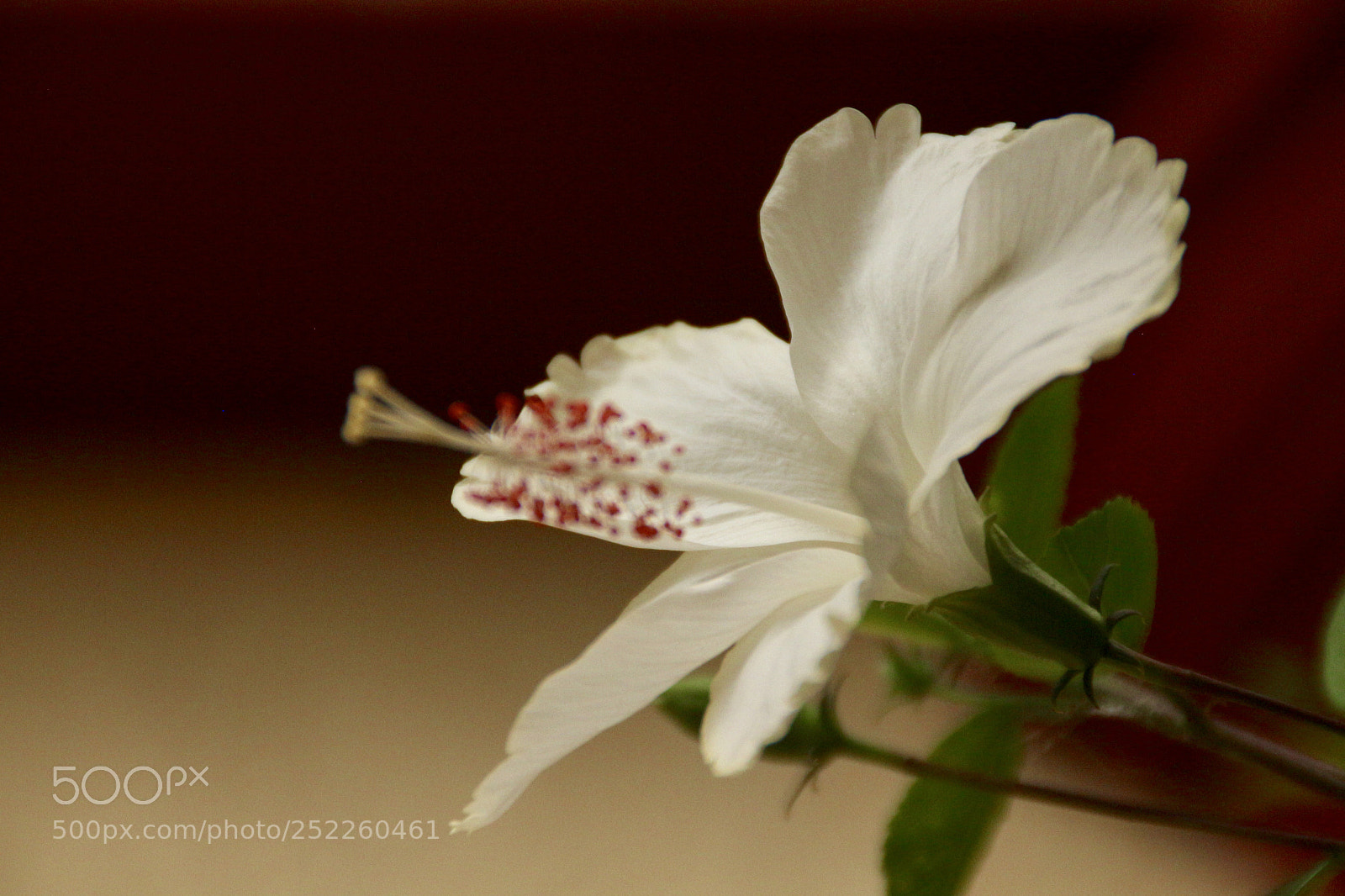 Canon EOS 700D (EOS Rebel T5i / EOS Kiss X7i) sample photo. Fullsizeoutput photography