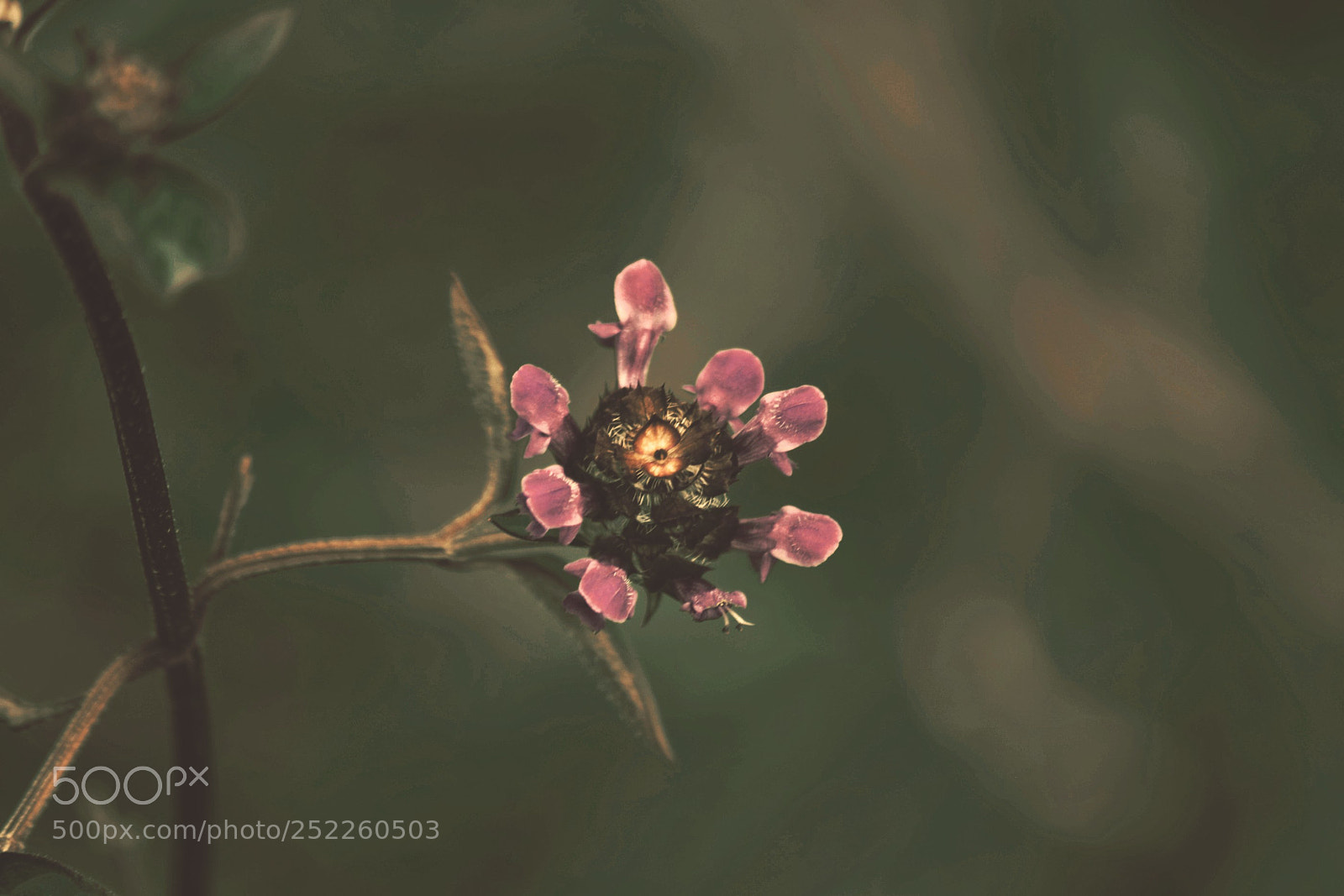 Nikon D3300 sample photo. Wild flower photography
