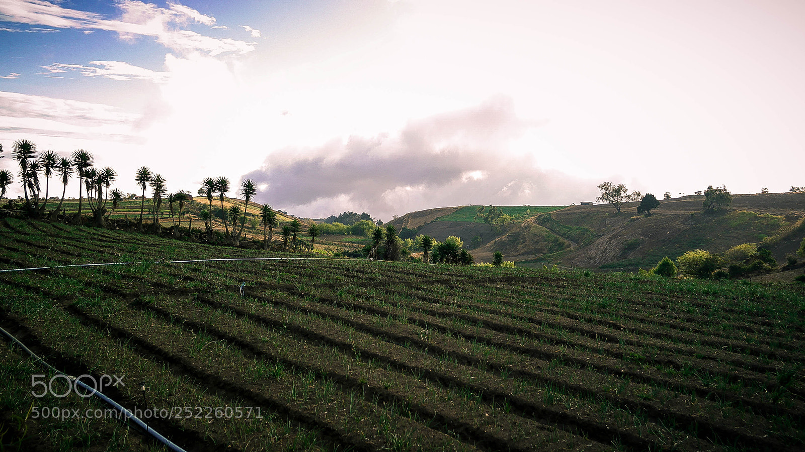 Samsung NX2000 sample photo. Campos de prusia photography