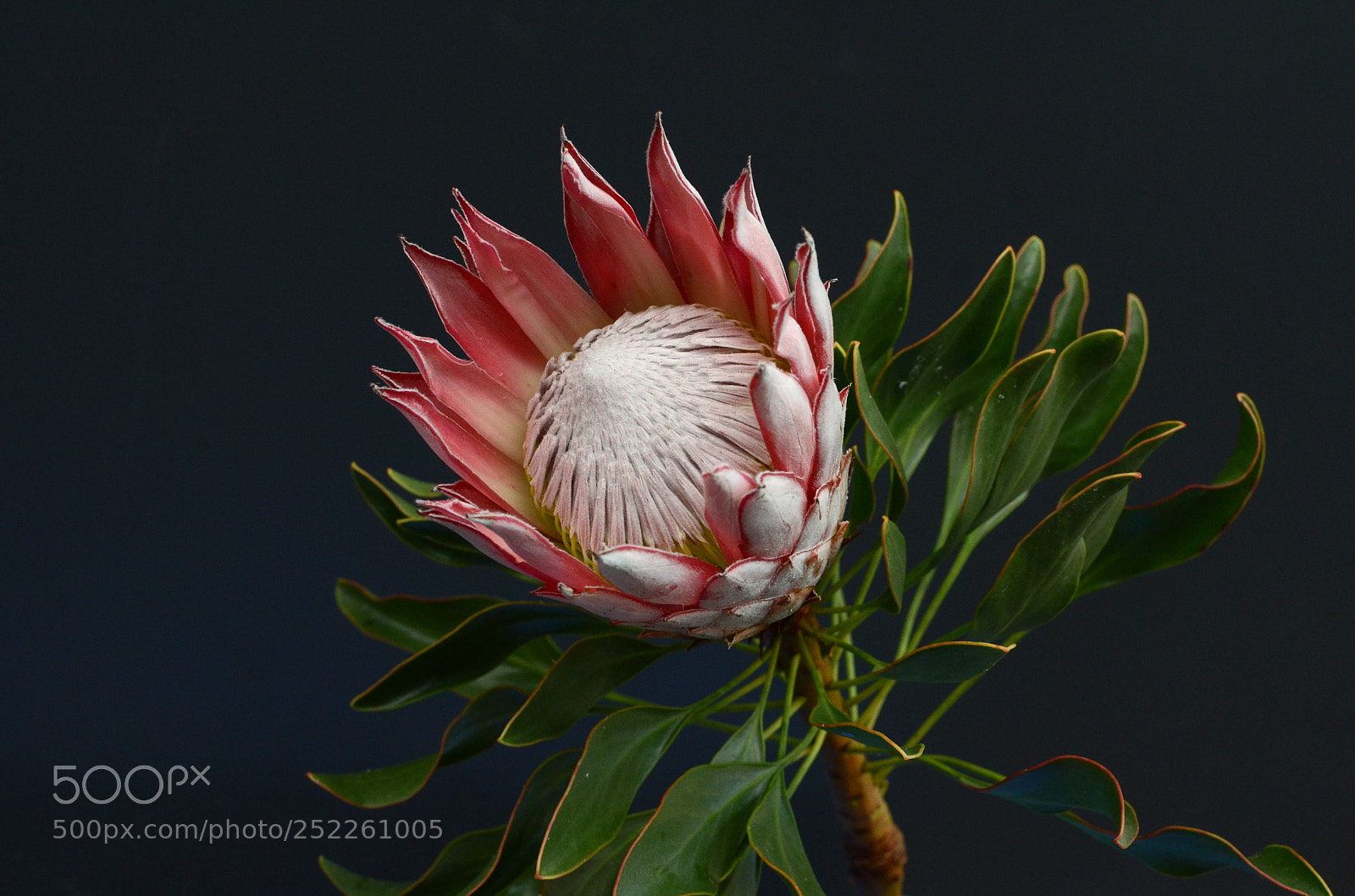 Nikon D7000 sample photo. Red protea flower on photography