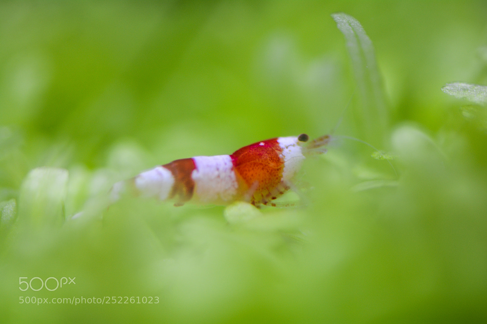 Nikon D7100 sample photo. Elf in the water photography