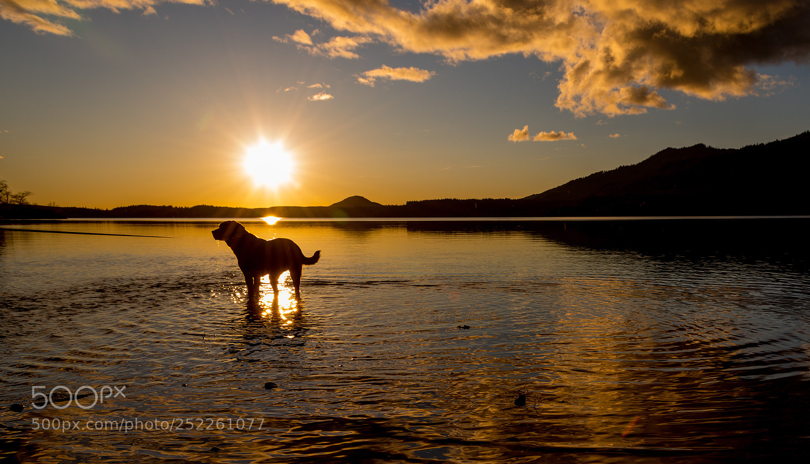 Nikon D810 sample photo. Jack dog in lake photography