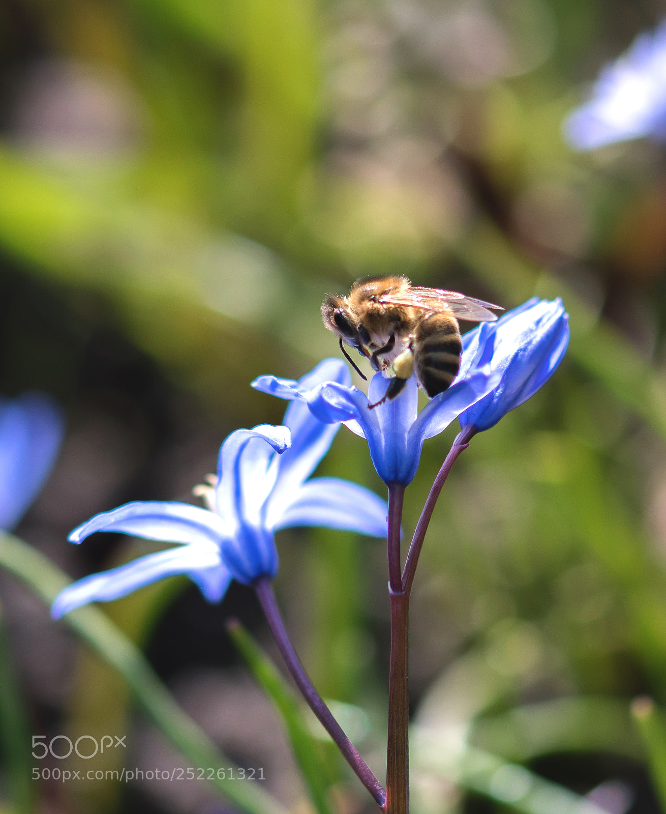 Nikon D500 sample photo. Bee my sunshine photography