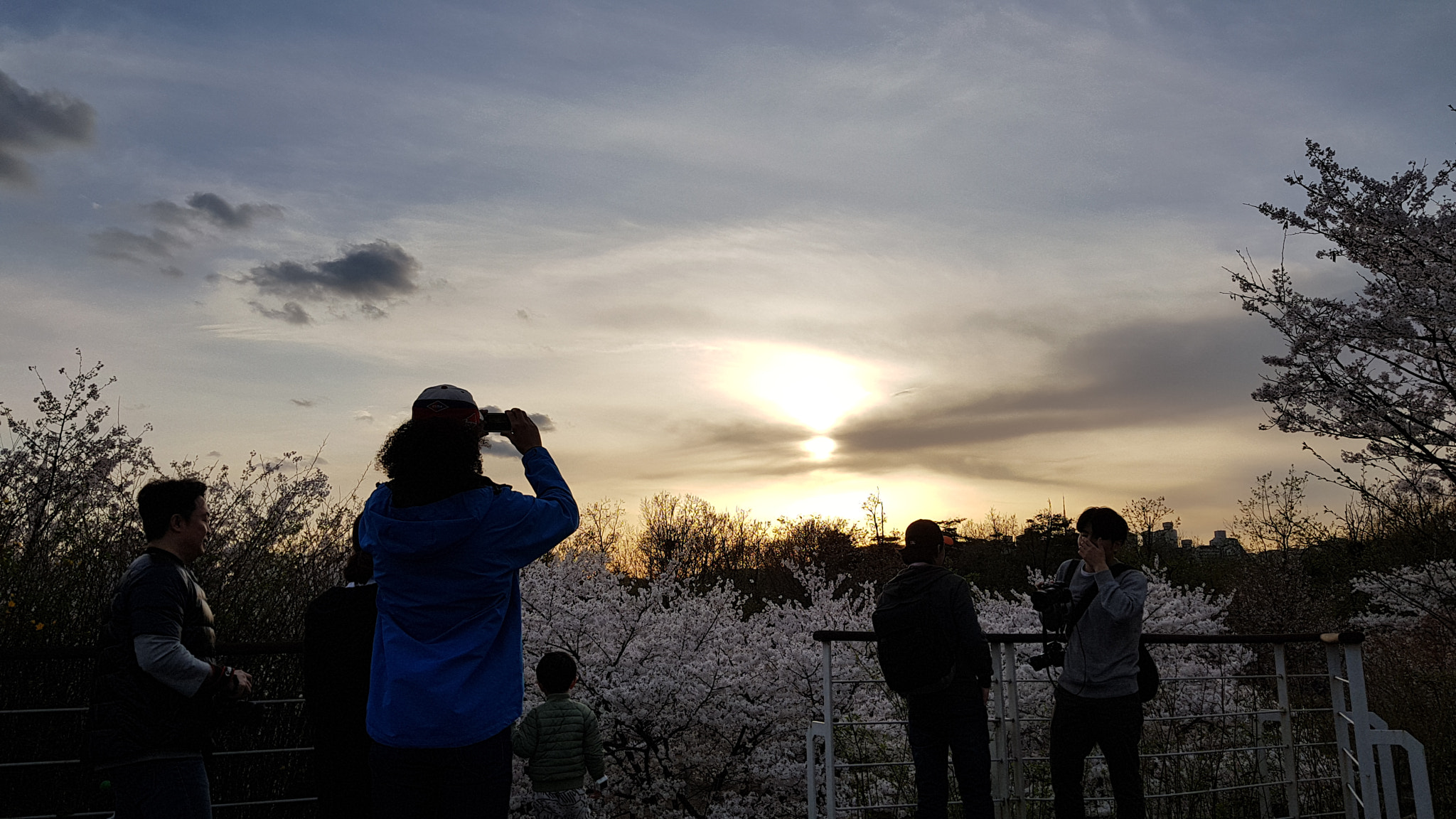 Samsung Galaxy Note Fan Edition sample photo. Peoples watching cherry blossoms at sunset photography