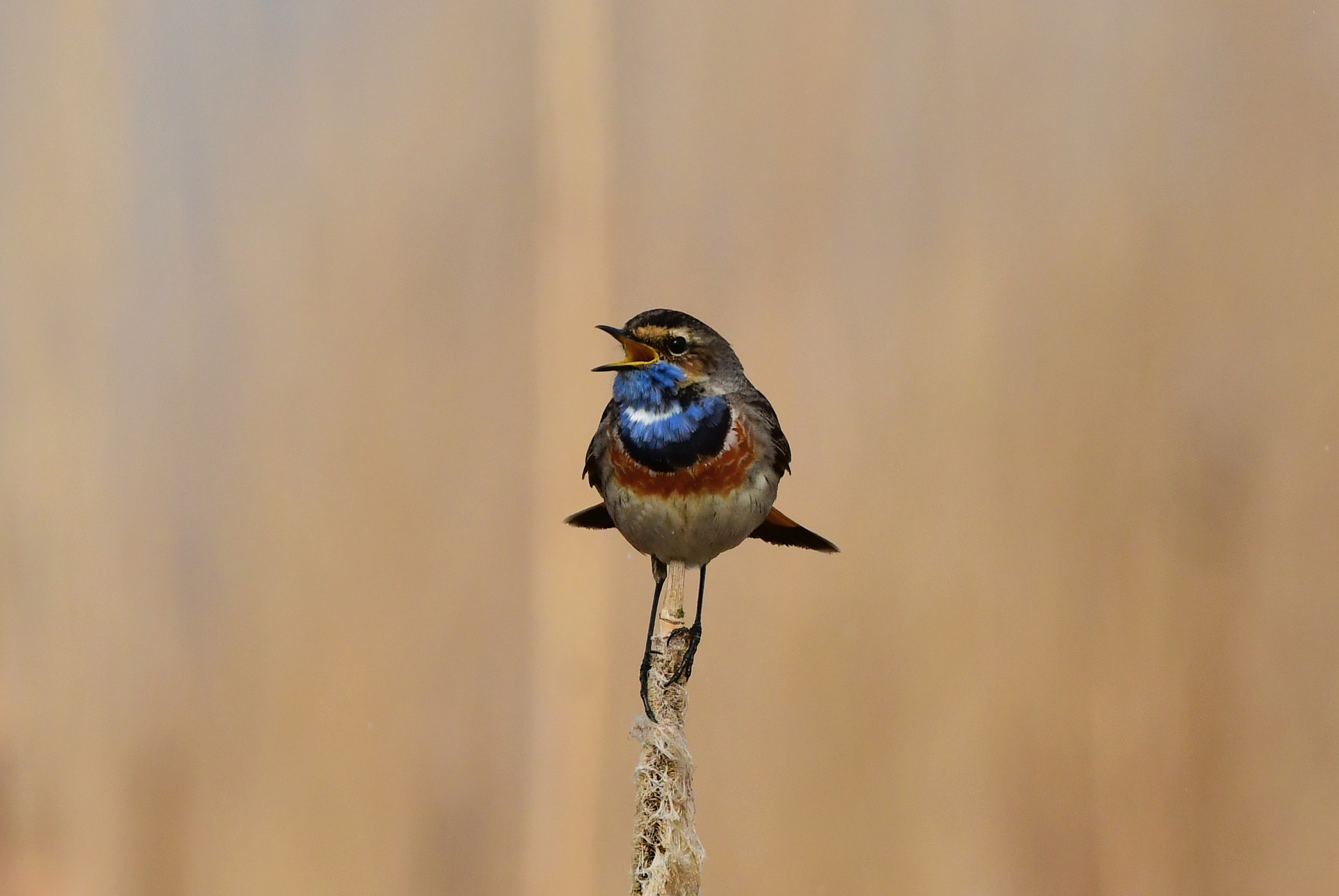 Nikon D500 + Nikon AF-S Nikkor 500mm F4G ED VR sample photo. Blauwborst photography