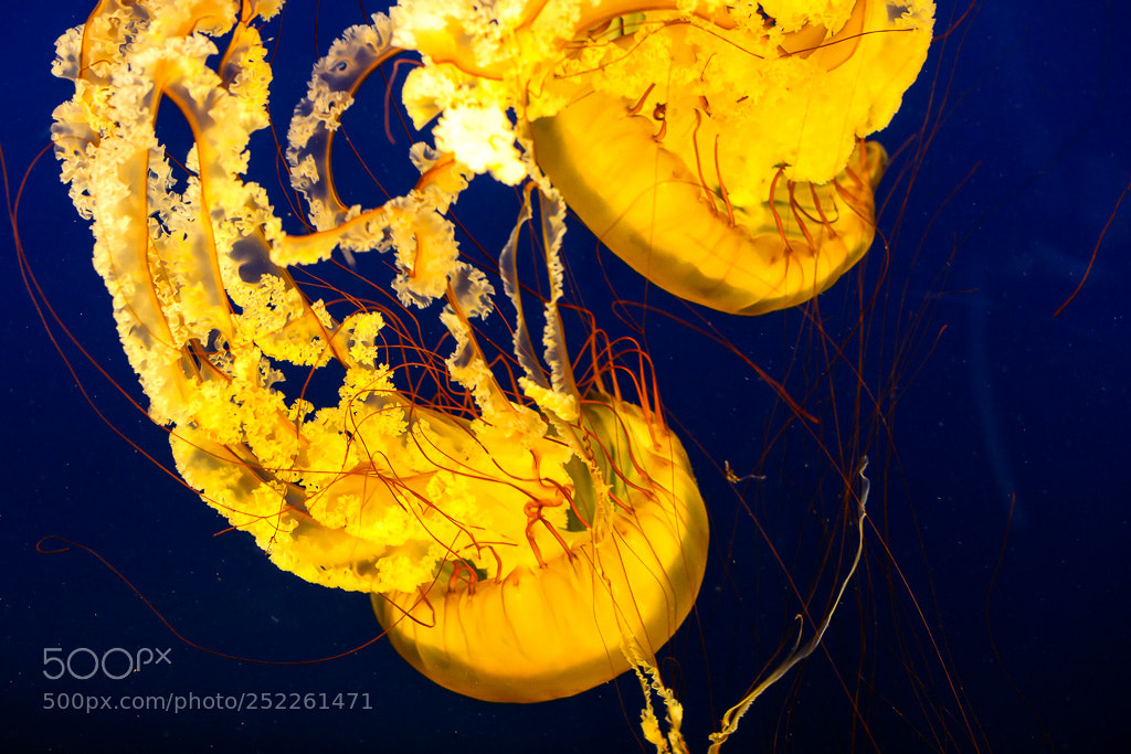 Canon EOS 5D Mark IV sample photo. Luminescent jelly fish photography
