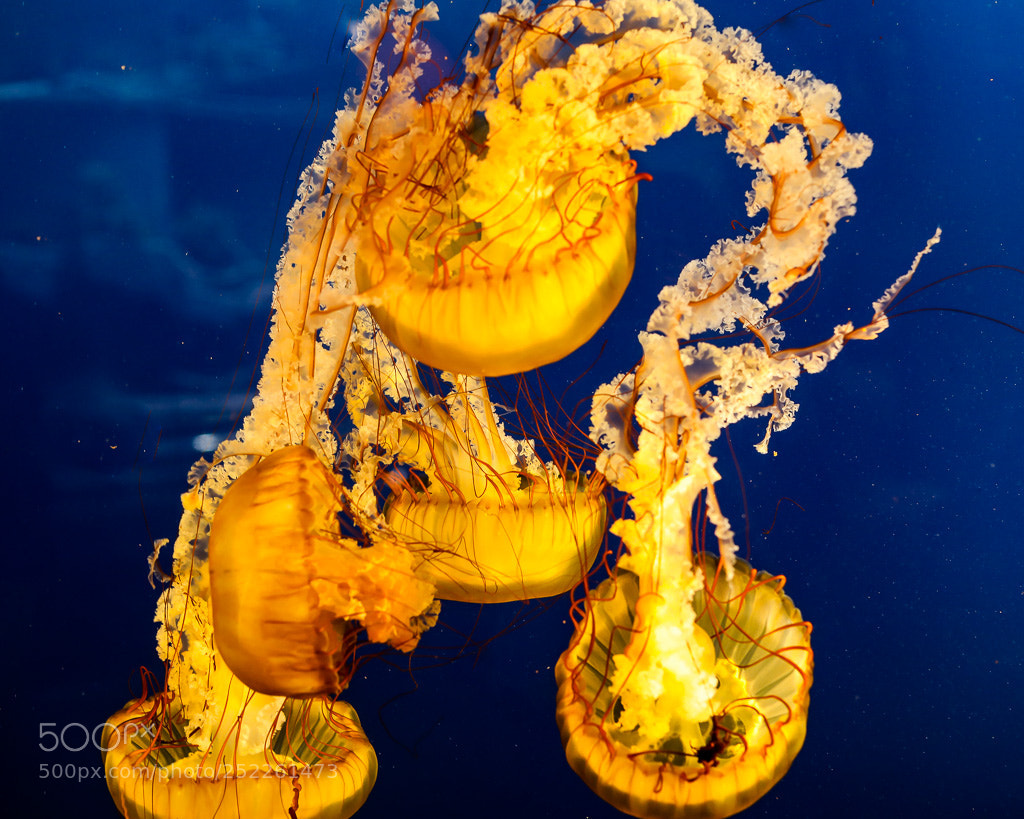 Canon EOS 5D Mark IV sample photo. Dynamic jelly fish photography