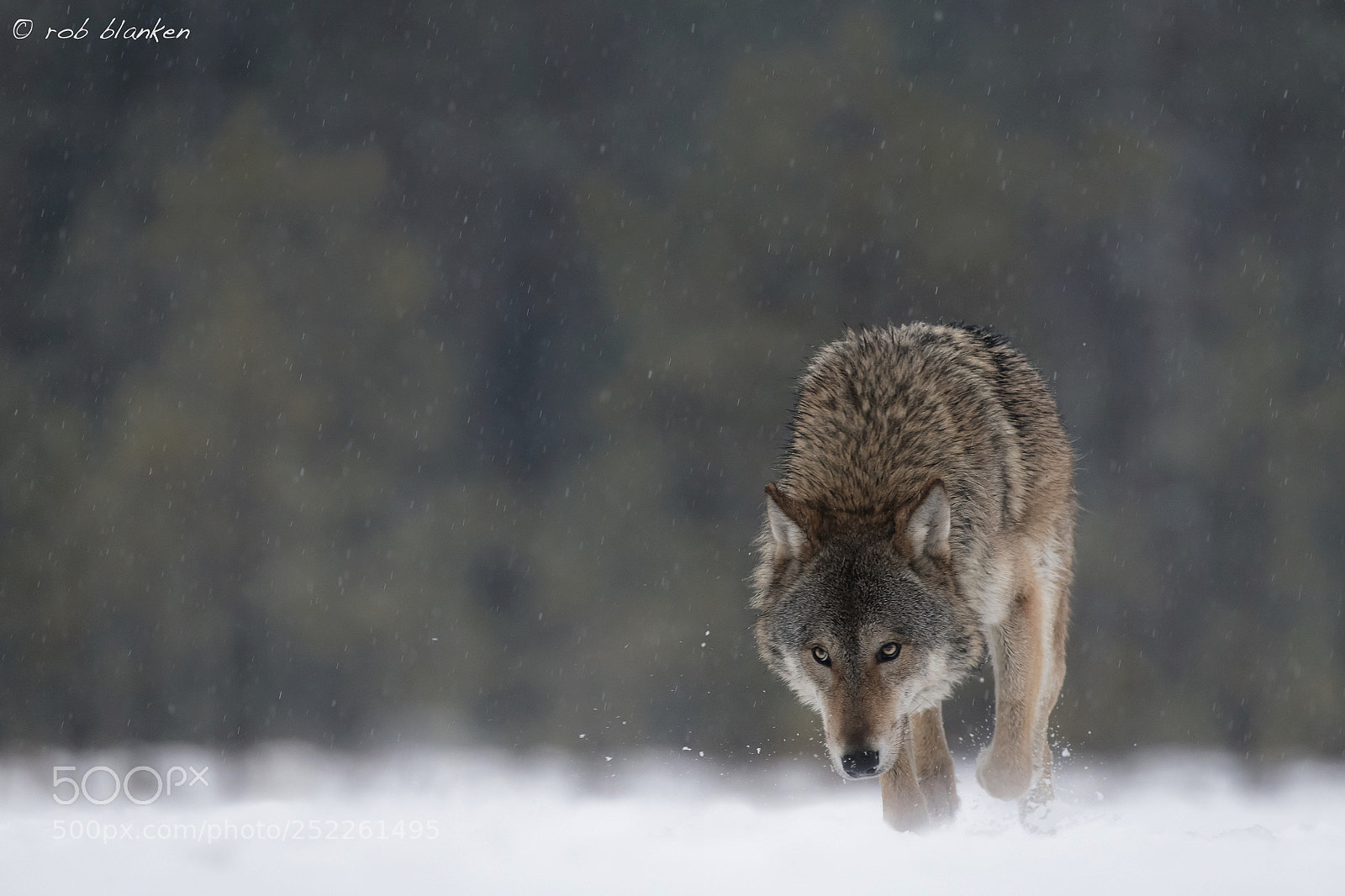 Nikon D850 sample photo. Gray wolf (11) photography