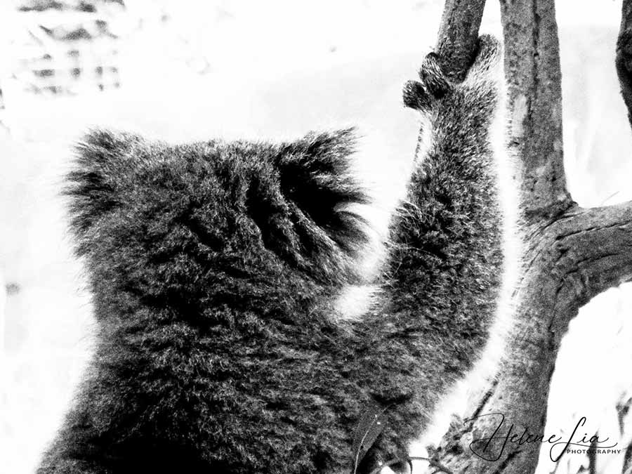 Olympus SP-100EE sample photo. Koala photography