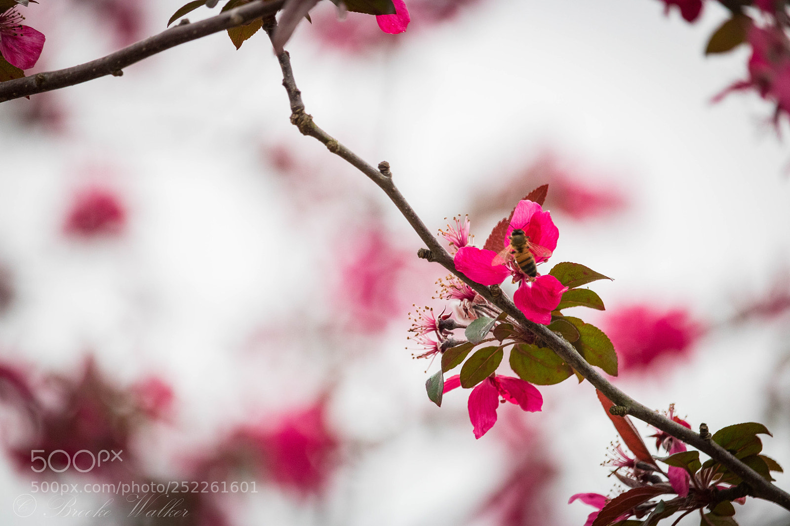 Canon EOS 750D (EOS Rebel T6i / EOS Kiss X8i) sample photo. Flower power photography