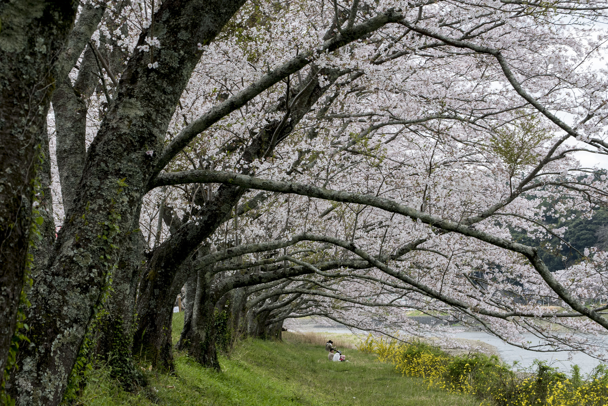 Panasonic Lumix DMC-GM5 sample photo. Cherry blossom photography