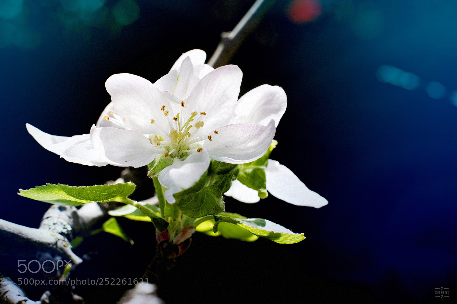 Fujifilm X-T2 sample photo. By heaven’s light photography