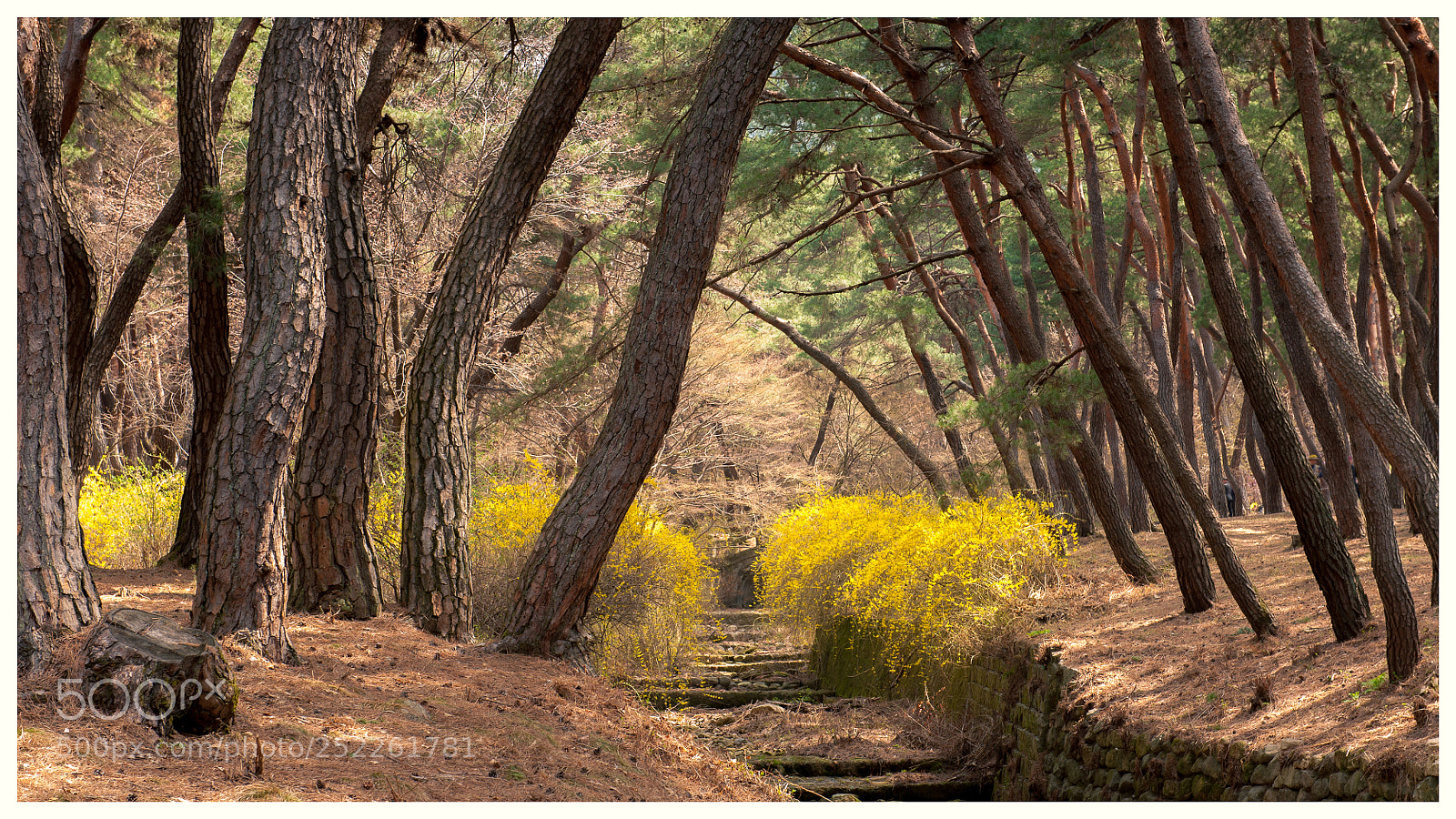 Nikon D700 sample photo. 삼릉의 봄 photography
