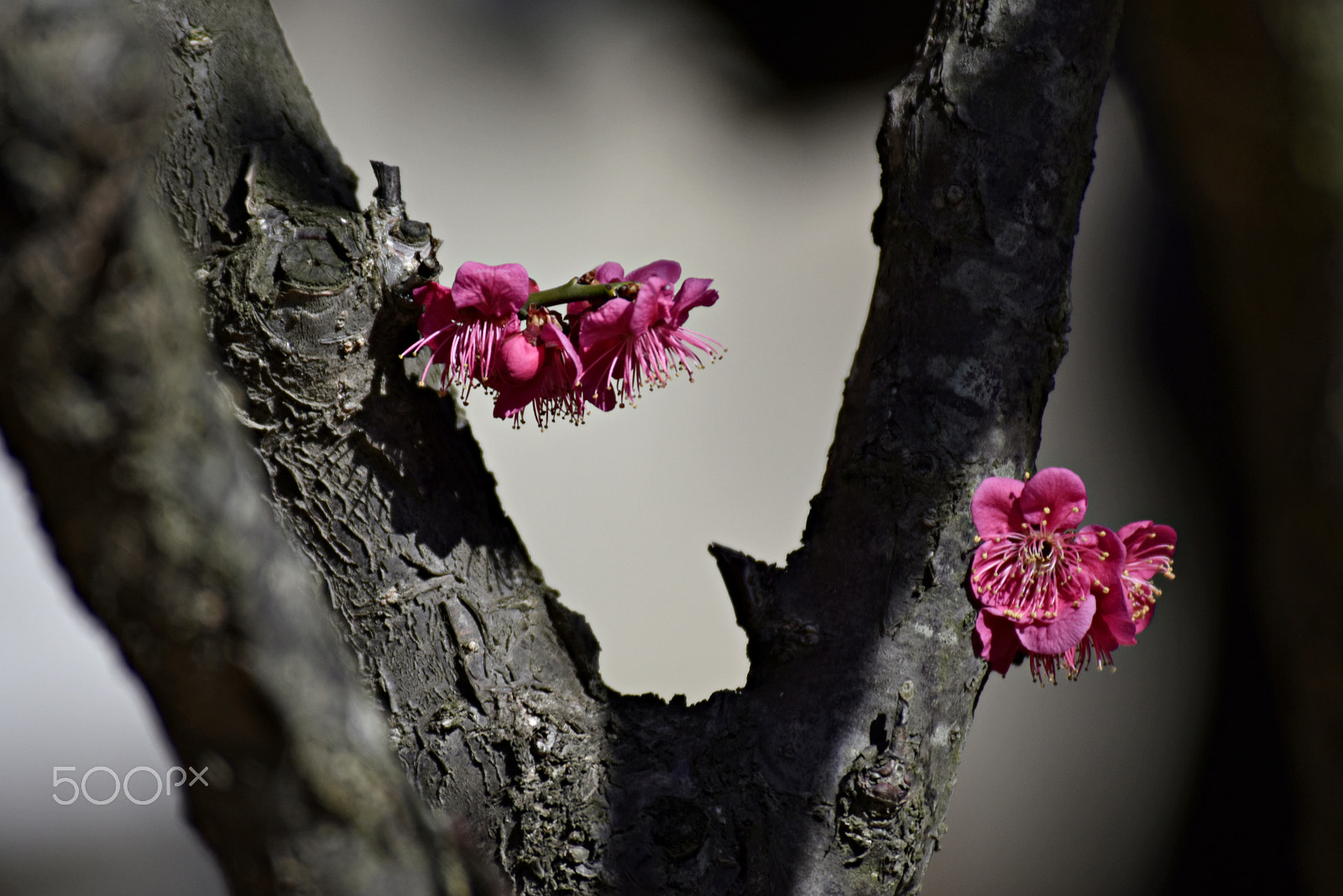 Nikon D810 sample photo. Plum photography