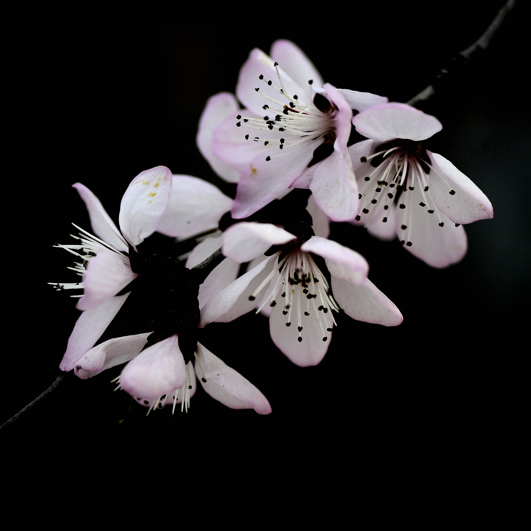 Nikon AF-S Micro-Nikkor 105mm F2.8G IF-ED VR sample photo. Pink flowers photography