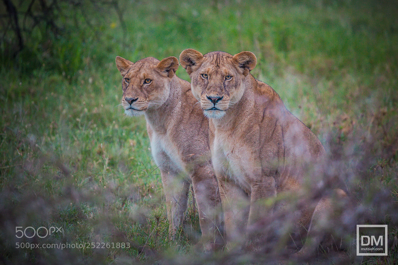 Canon EOS 5D Mark II sample photo. Serengeti national park photography