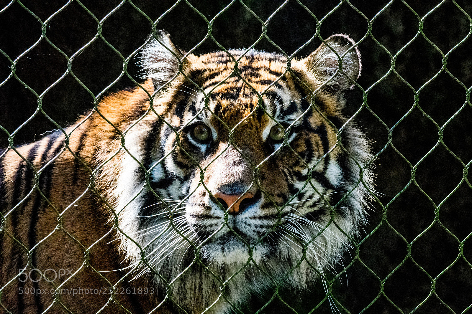 Nikon D3400 sample photo. Tiger in captivity photography