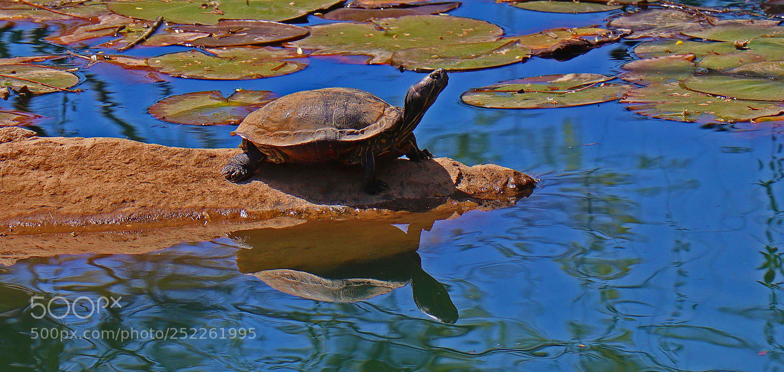 Canon EOS M50 (EOS Kiss M) sample photo. Sunbathing on pond won photography