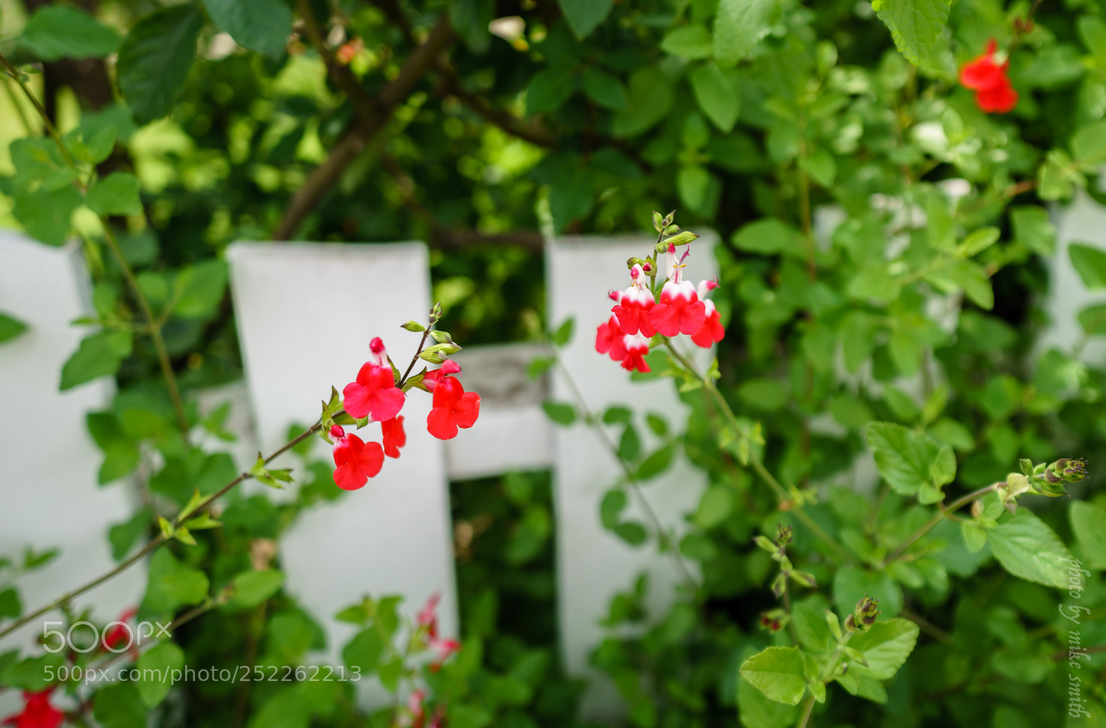 Sony a7R II sample photo. Picket fence photography