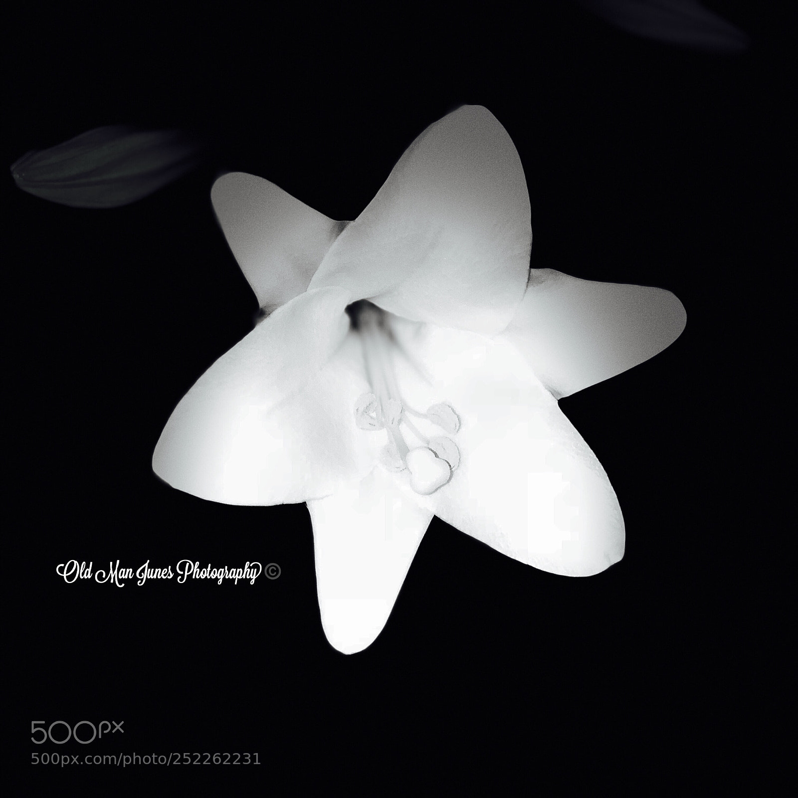 Apple iPhone 8 Plus sample photo. Easter lilly  photography