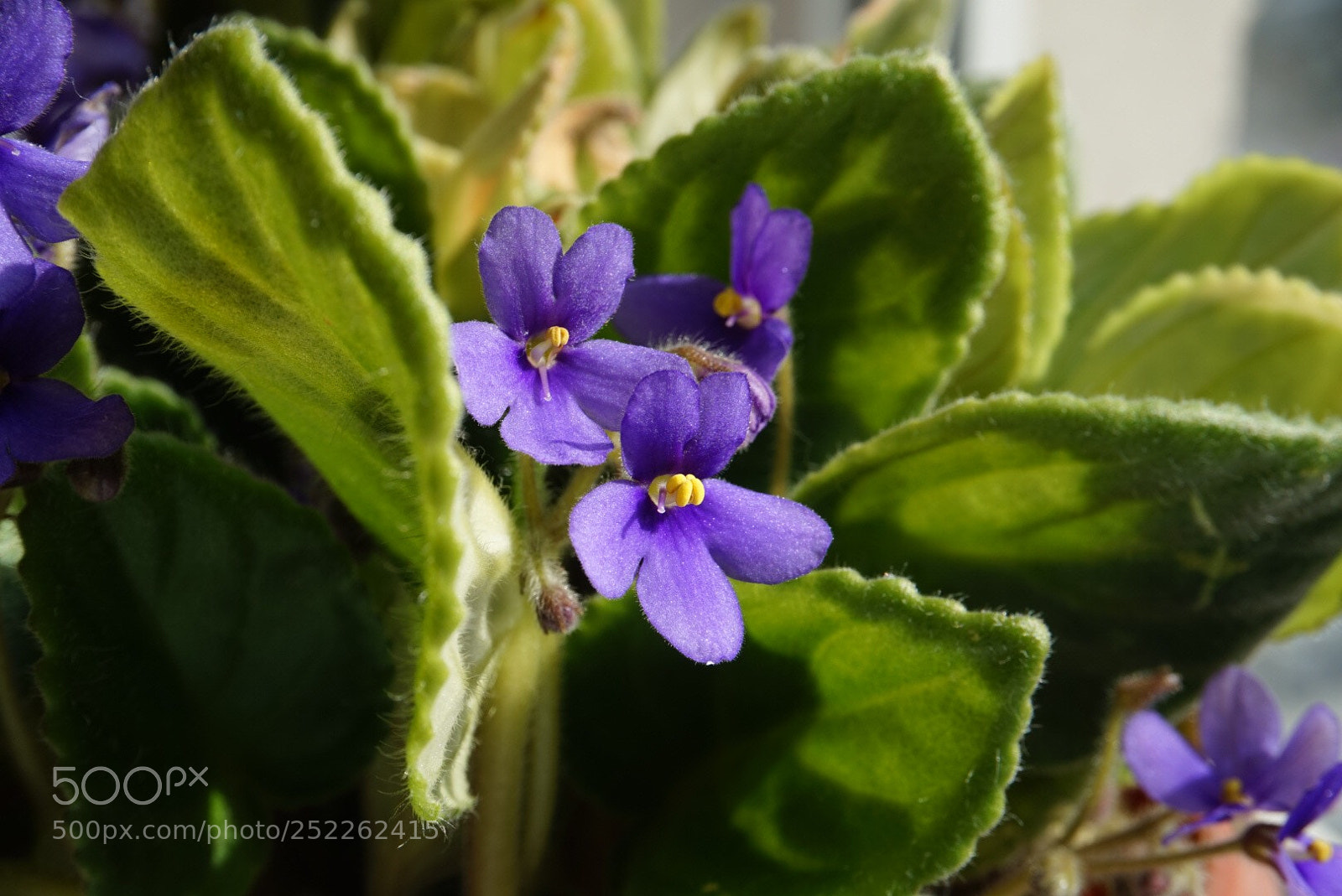 Sony Alpha a5000 (ILCE 5000) sample photo. Untitled photography