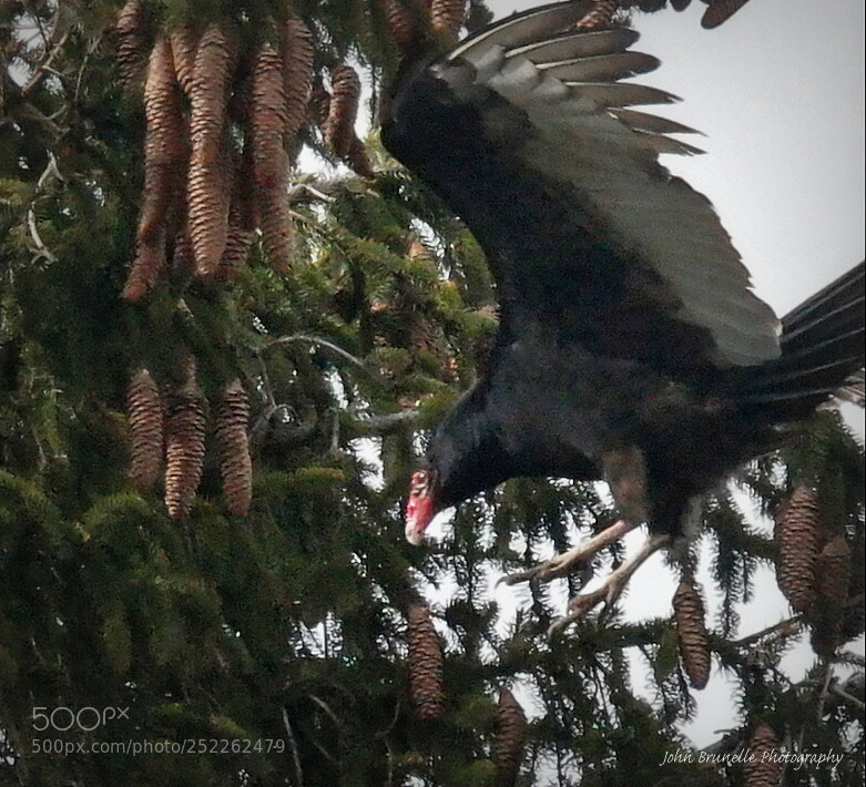 Samsung NX500 sample photo. Turkey vulture april 4 photography