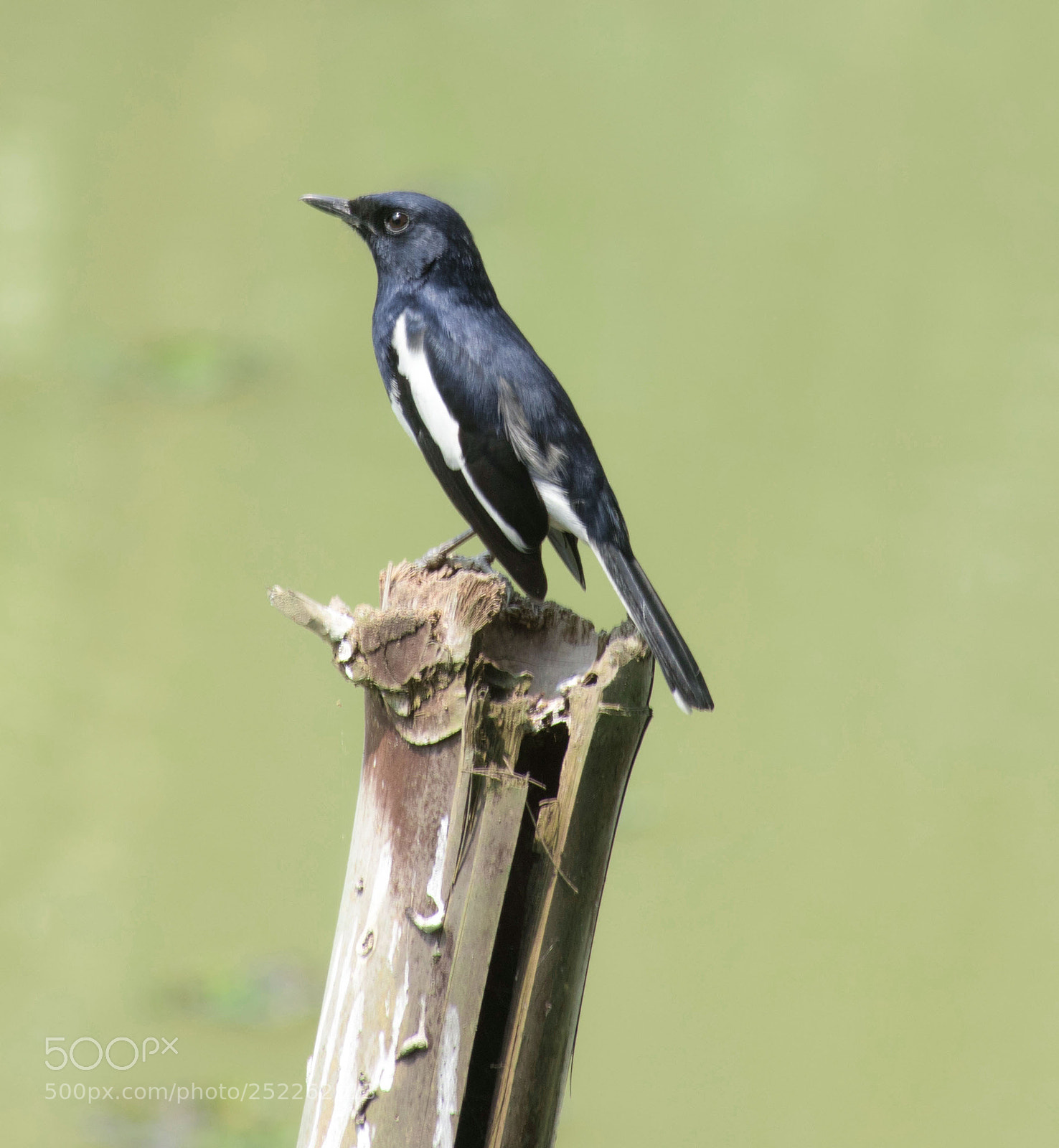 Nikon D5500 sample photo. Oriental magpie-robin photography