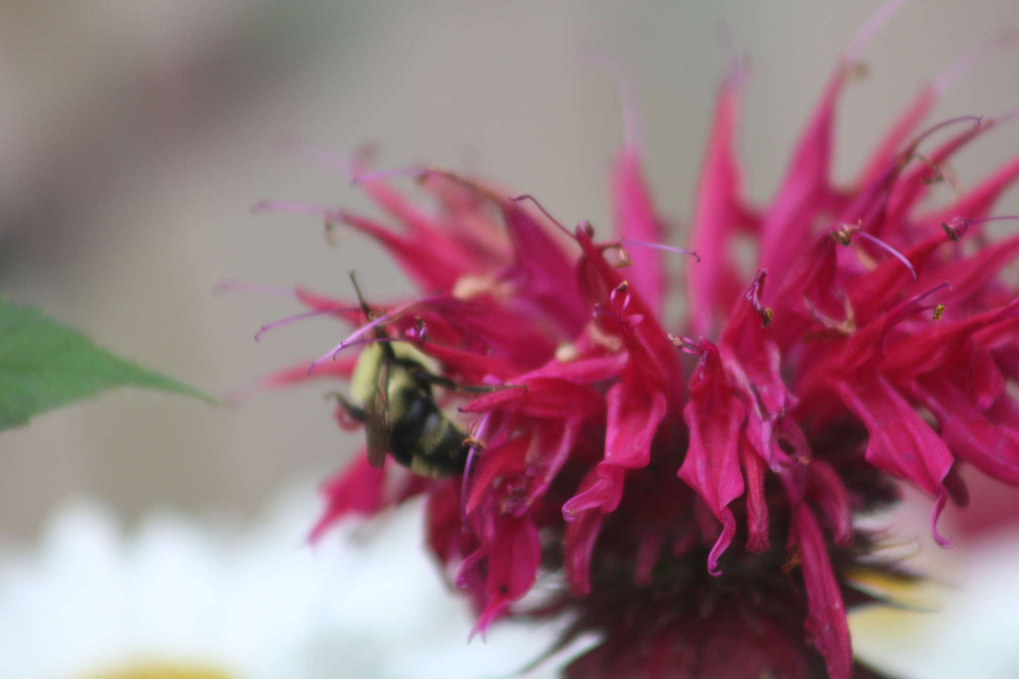 Canon EF 75-300mm f/4-5.6 USM sample photo. Img photography