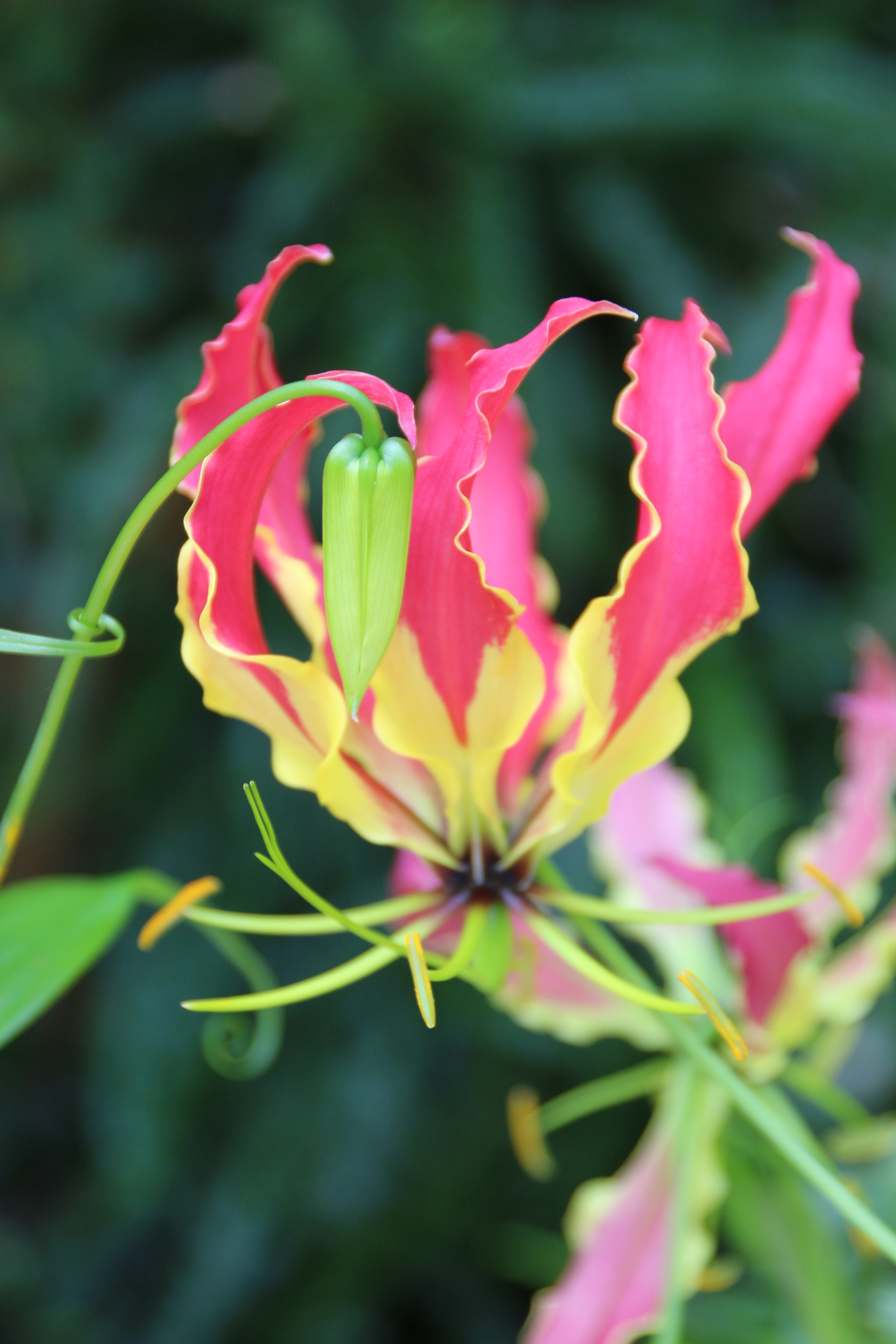 Canon EOS 700D (EOS Rebel T5i / EOS Kiss X7i) sample photo. Matthaei botanical garden flowers photography