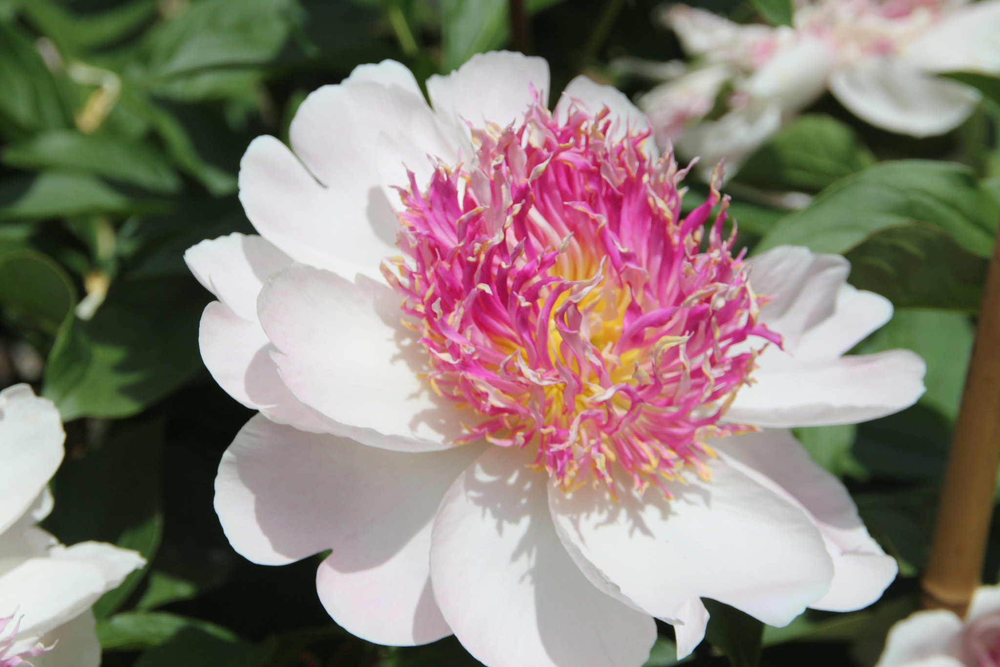 Canon EOS 700D (EOS Rebel T5i / EOS Kiss X7i) sample photo. Nichols arboretum photography