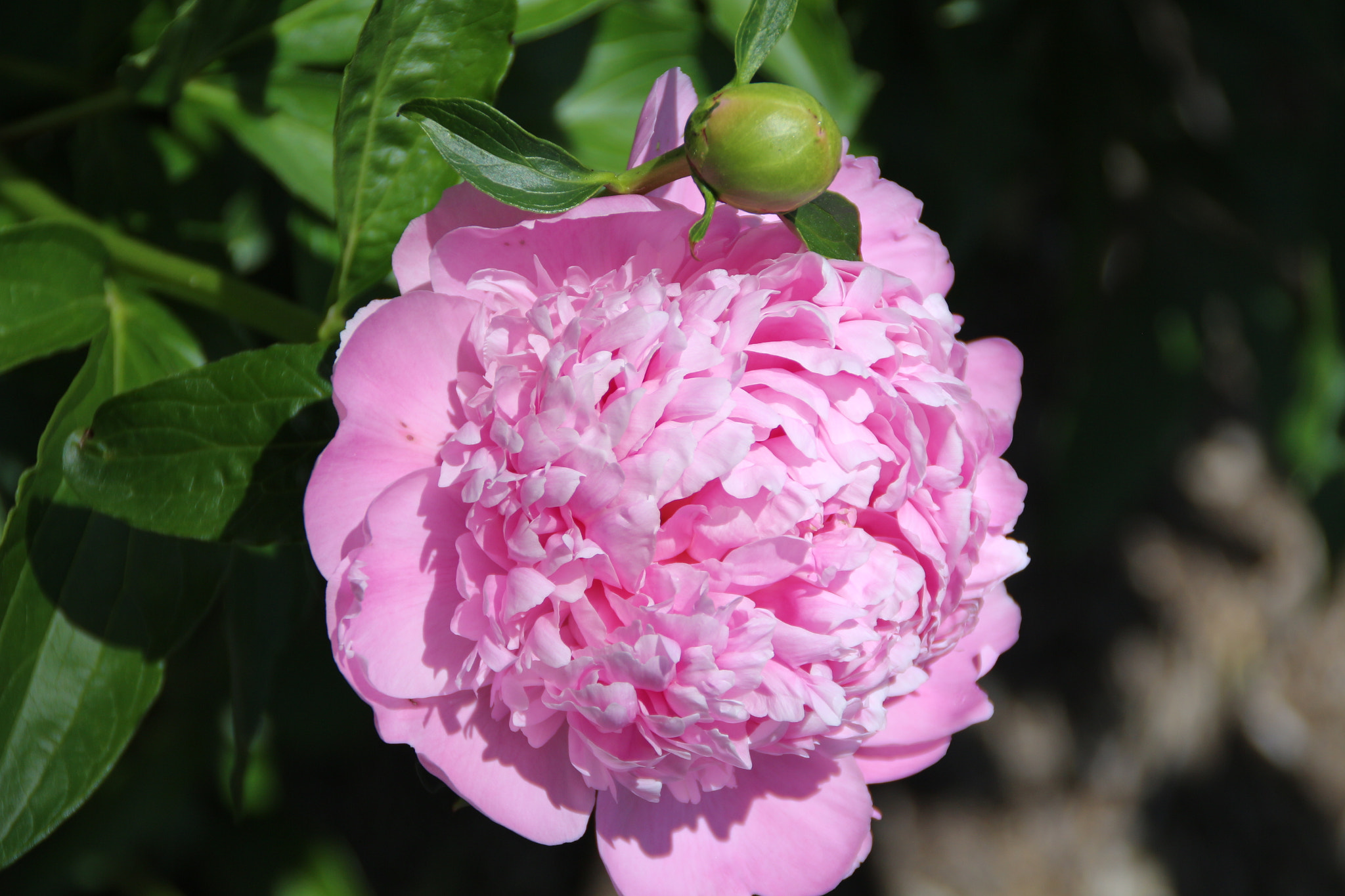 Canon EOS 700D (EOS Rebel T5i / EOS Kiss X7i) sample photo. Nichols arboretum photography