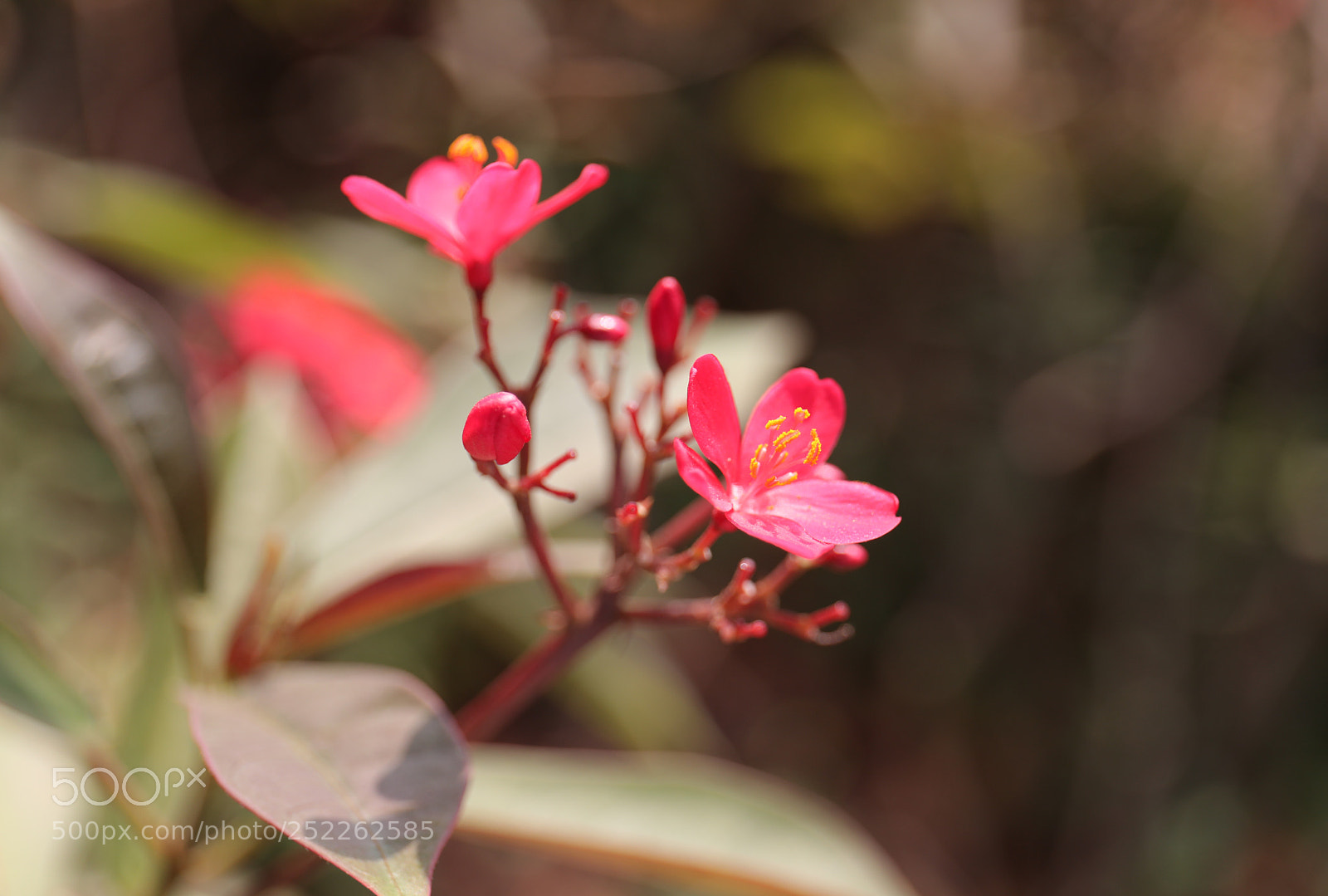 Canon EOS 5D Mark IV sample photo. Flower 15 photography