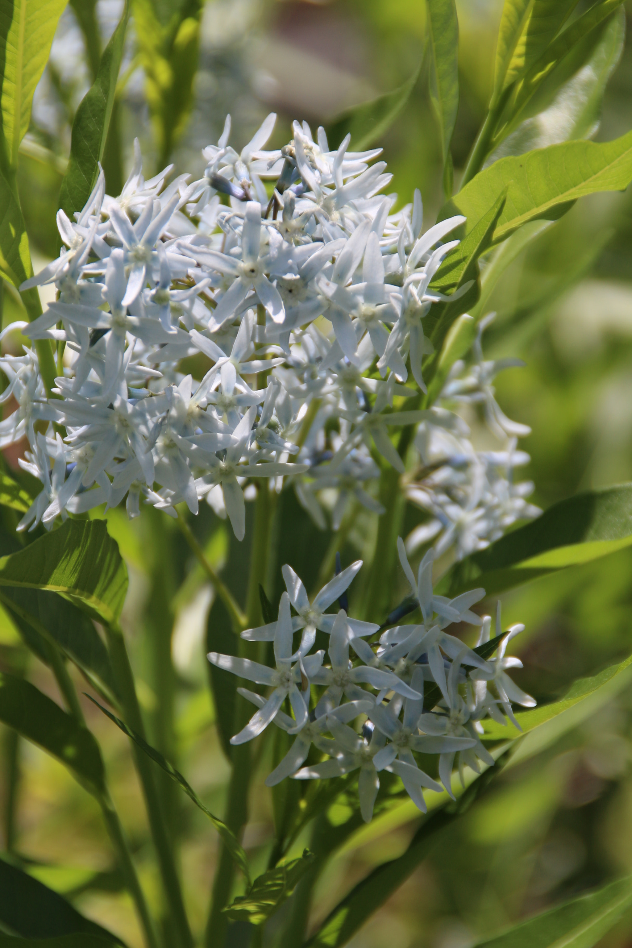 Canon EOS 700D (EOS Rebel T5i / EOS Kiss X7i) sample photo. Nichols arboretum photography