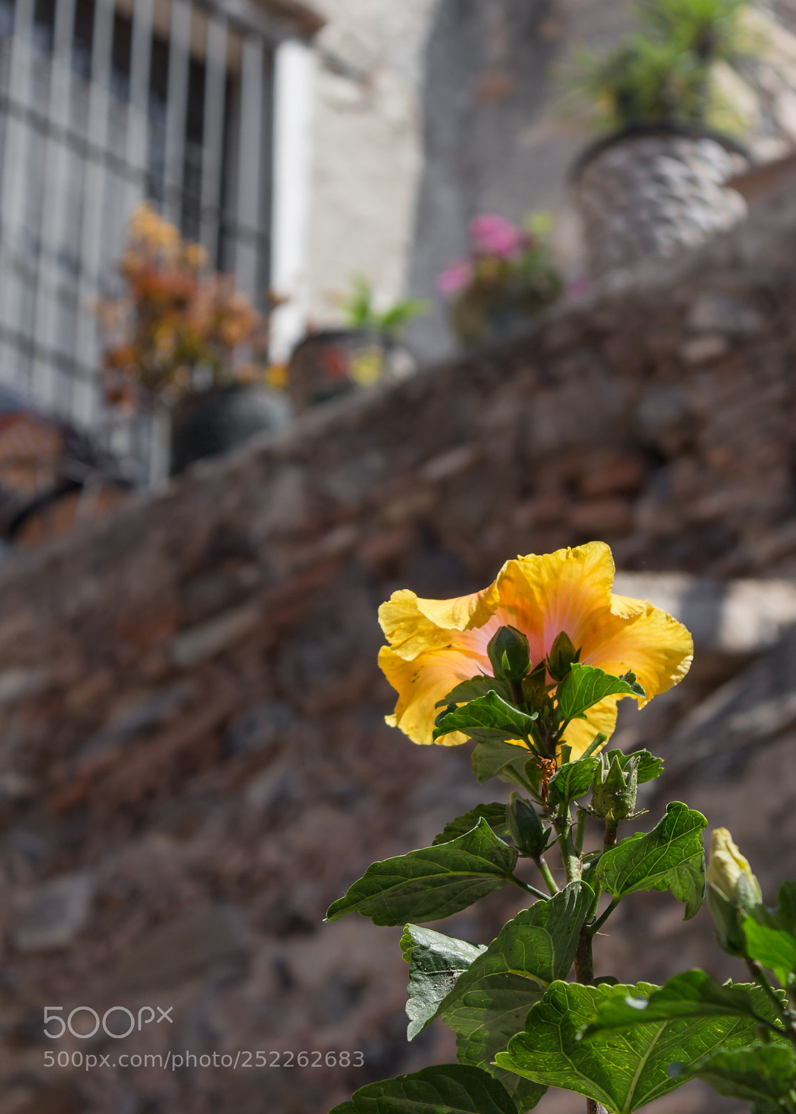 Canon EOS 1200D (EOS Rebel T5 / EOS Kiss X70 / EOS Hi) sample photo. Celestial flower photography