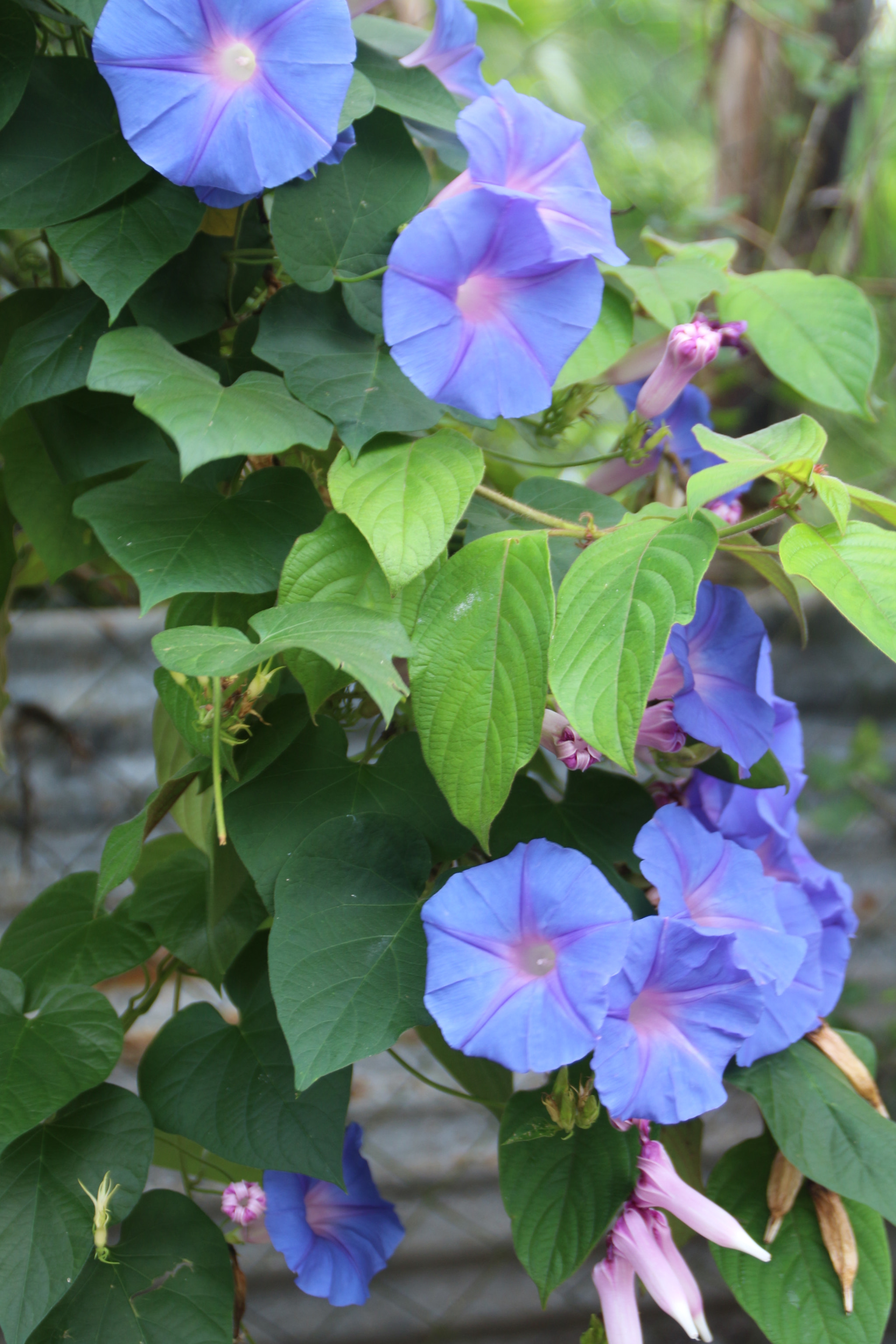 Canon EOS 700D (EOS Rebel T5i / EOS Kiss X7i) sample photo. Img photography