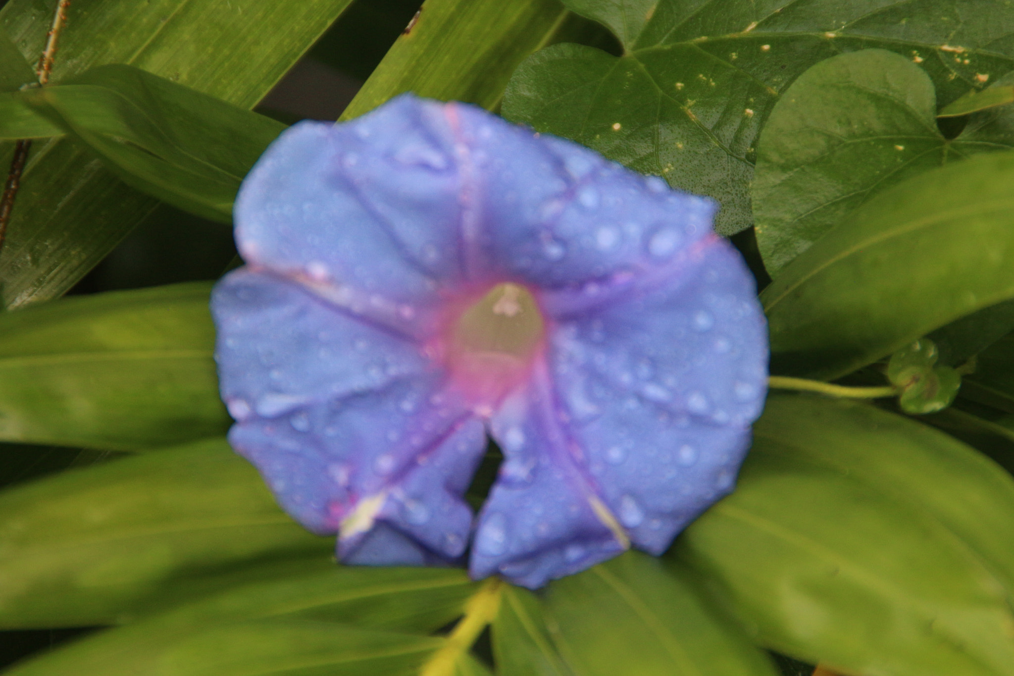 Canon EOS 700D (EOS Rebel T5i / EOS Kiss X7i) sample photo. Img photography