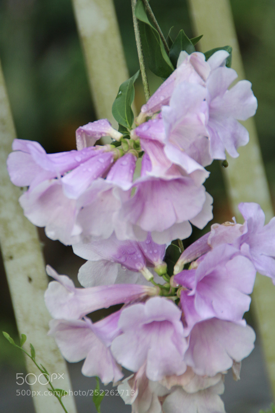 Canon EOS 700D (EOS Rebel T5i / EOS Kiss X7i) sample photo. Fullsizeoutput ed photography