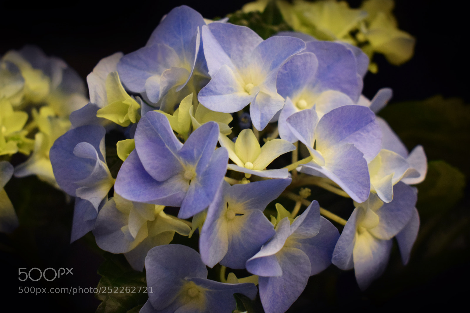 Nikon D5300 sample photo. Blue hydrangea photography